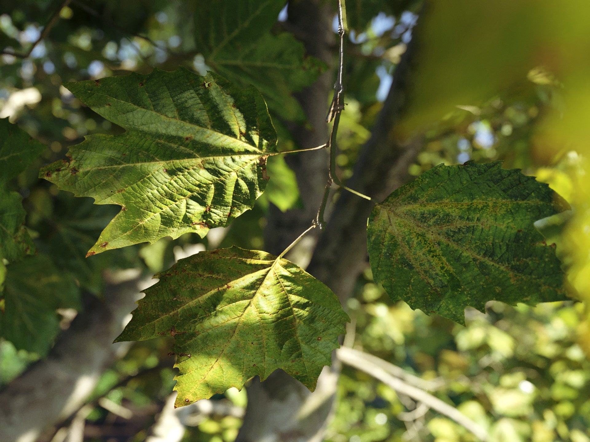 3d scanned leaf models