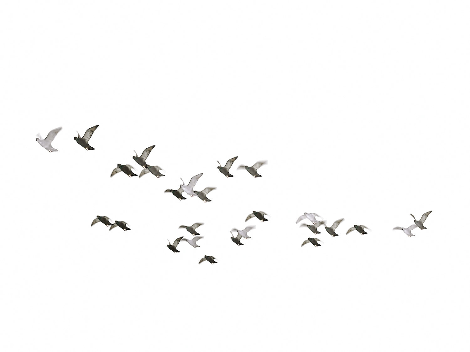 Animated Flying Pigeons Set - Nouvelle Mesure Lab