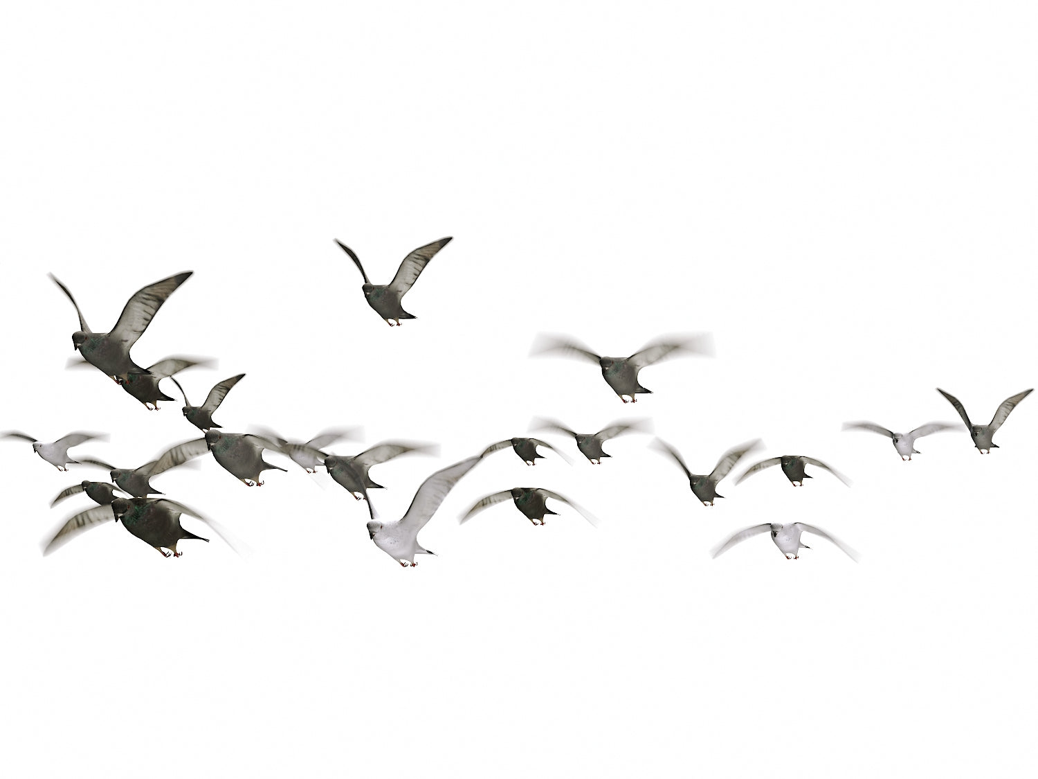 Animated Flying Pigeons Set - Nouvelle Mesure Lab
