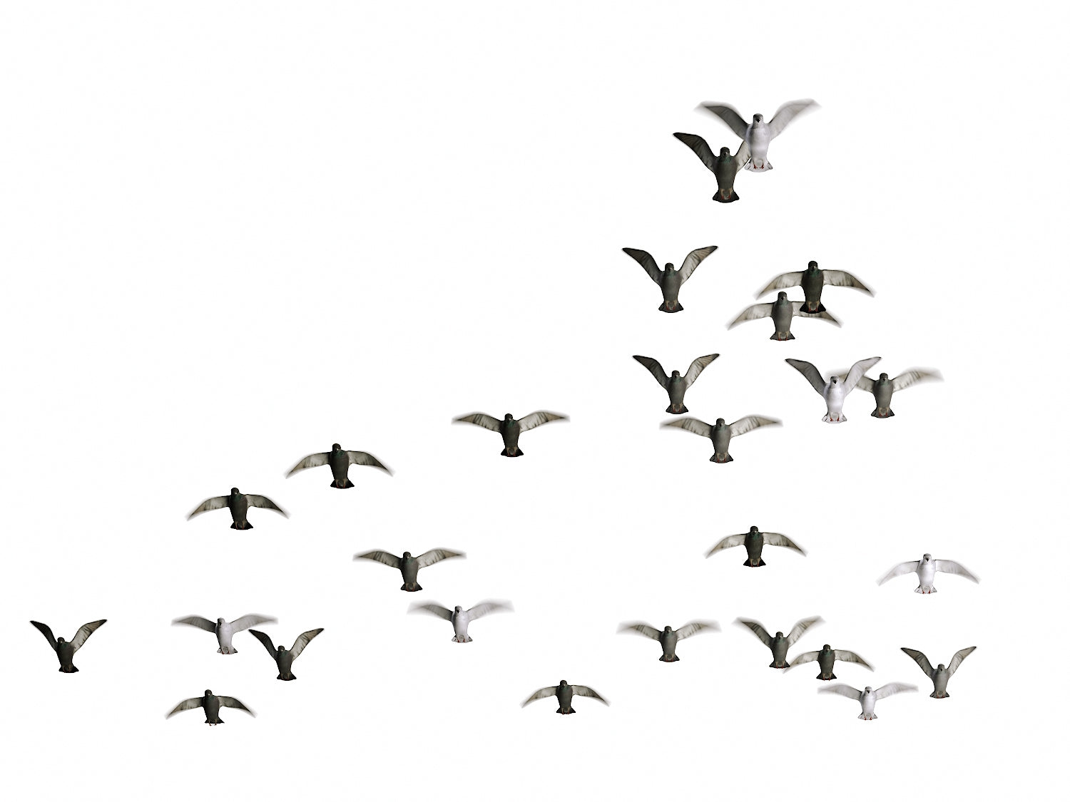 Animated Flying Pigeons Set - Nouvelle Mesure Lab