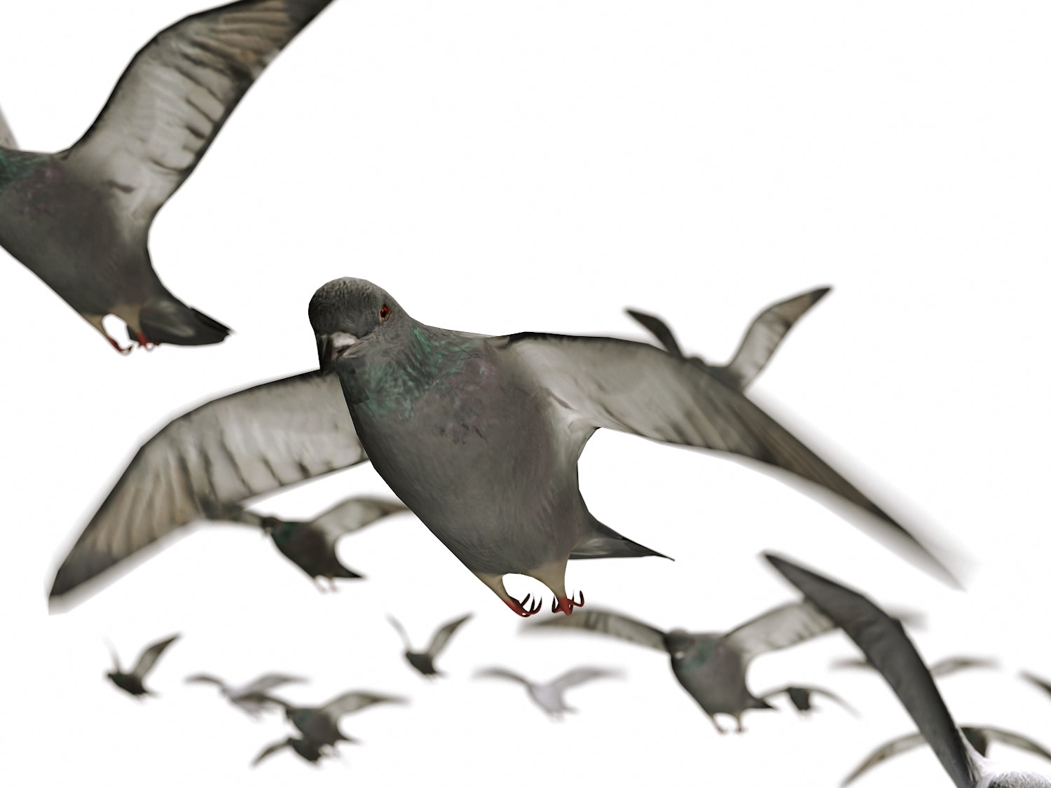 Animated Flying Pigeons Set - Nouvelle Mesure Lab