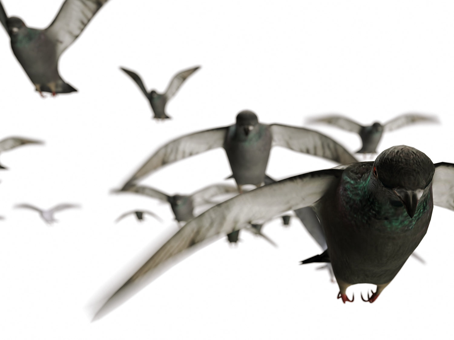 Animated Flying Pigeons Set - Nouvelle Mesure Lab