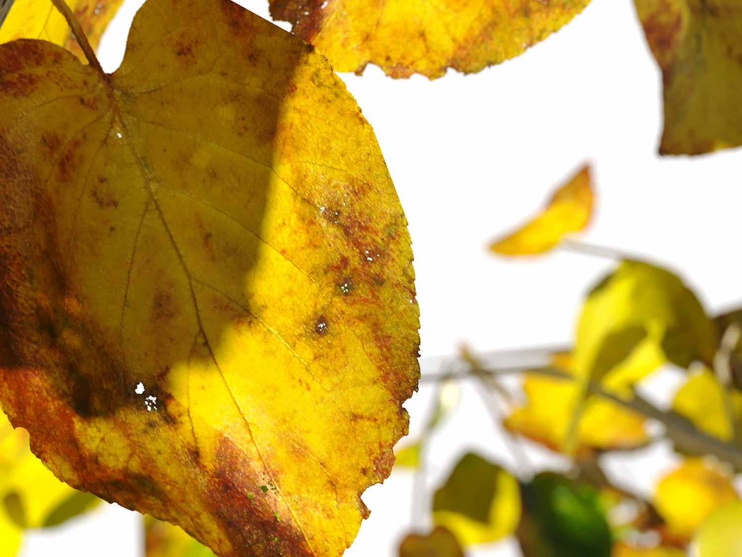 Birch Trees Set - Nouvelle Mesure Lab