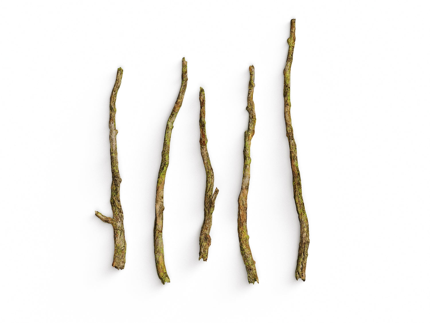 Branches Set 03 - Nouvelle Mesure Lab