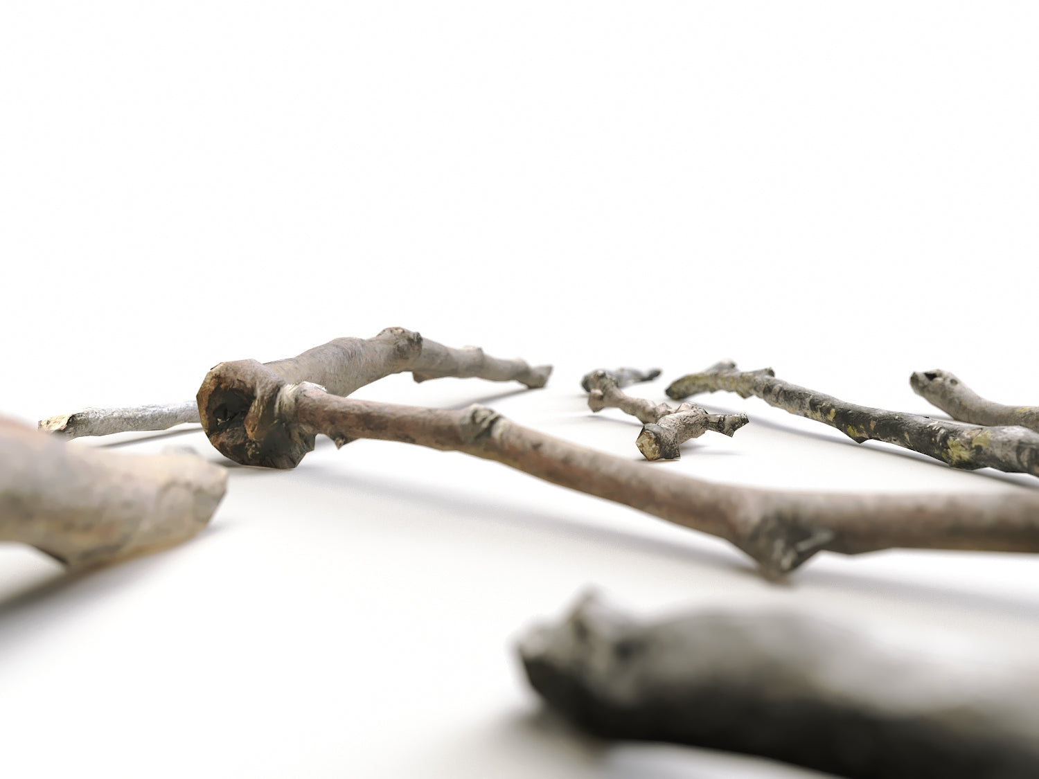 Branches Set 01 - Nouvelle Mesure Lab