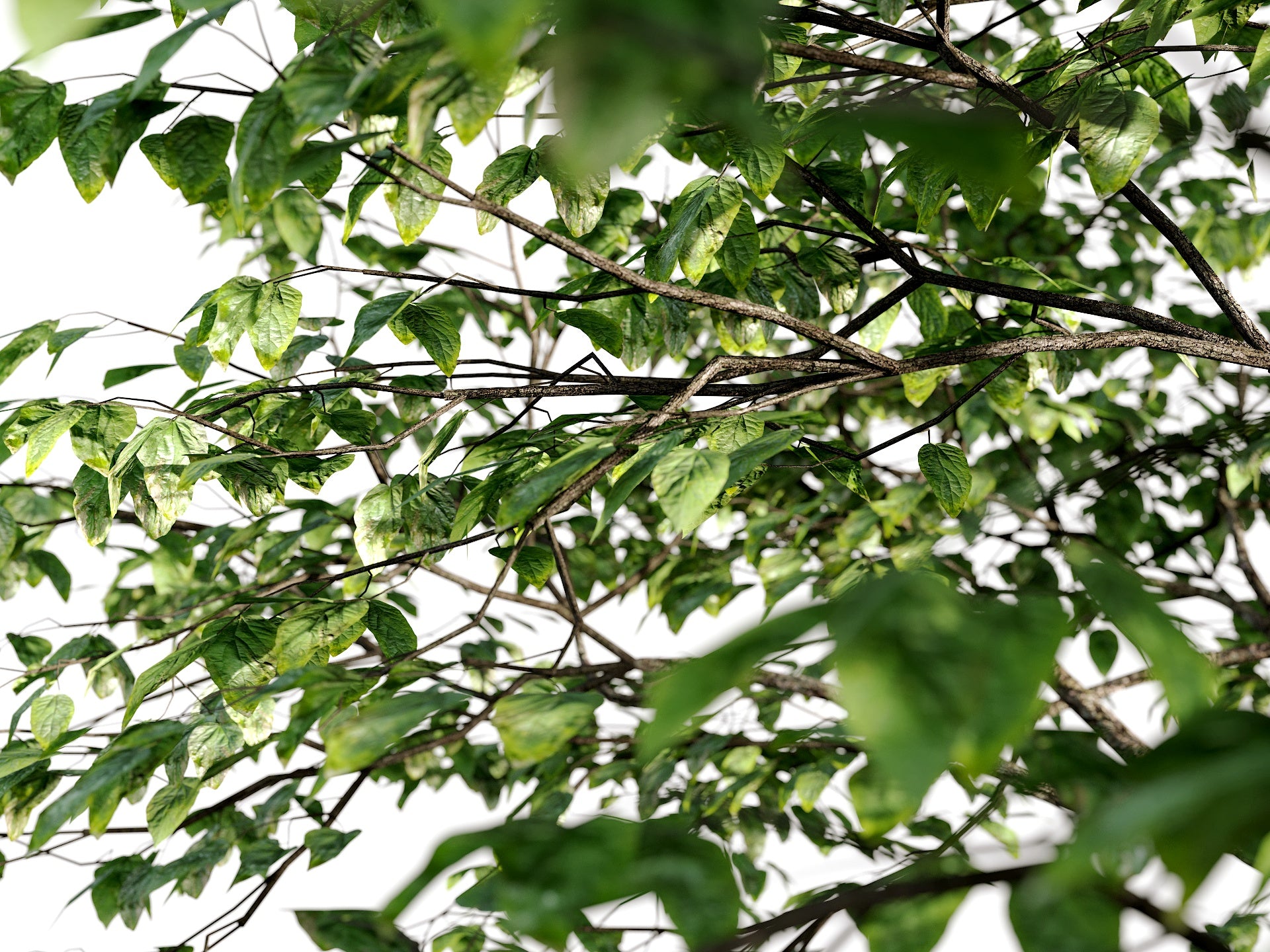 Broadleaf 4 Seasons - Nouvelle Mesure Lab