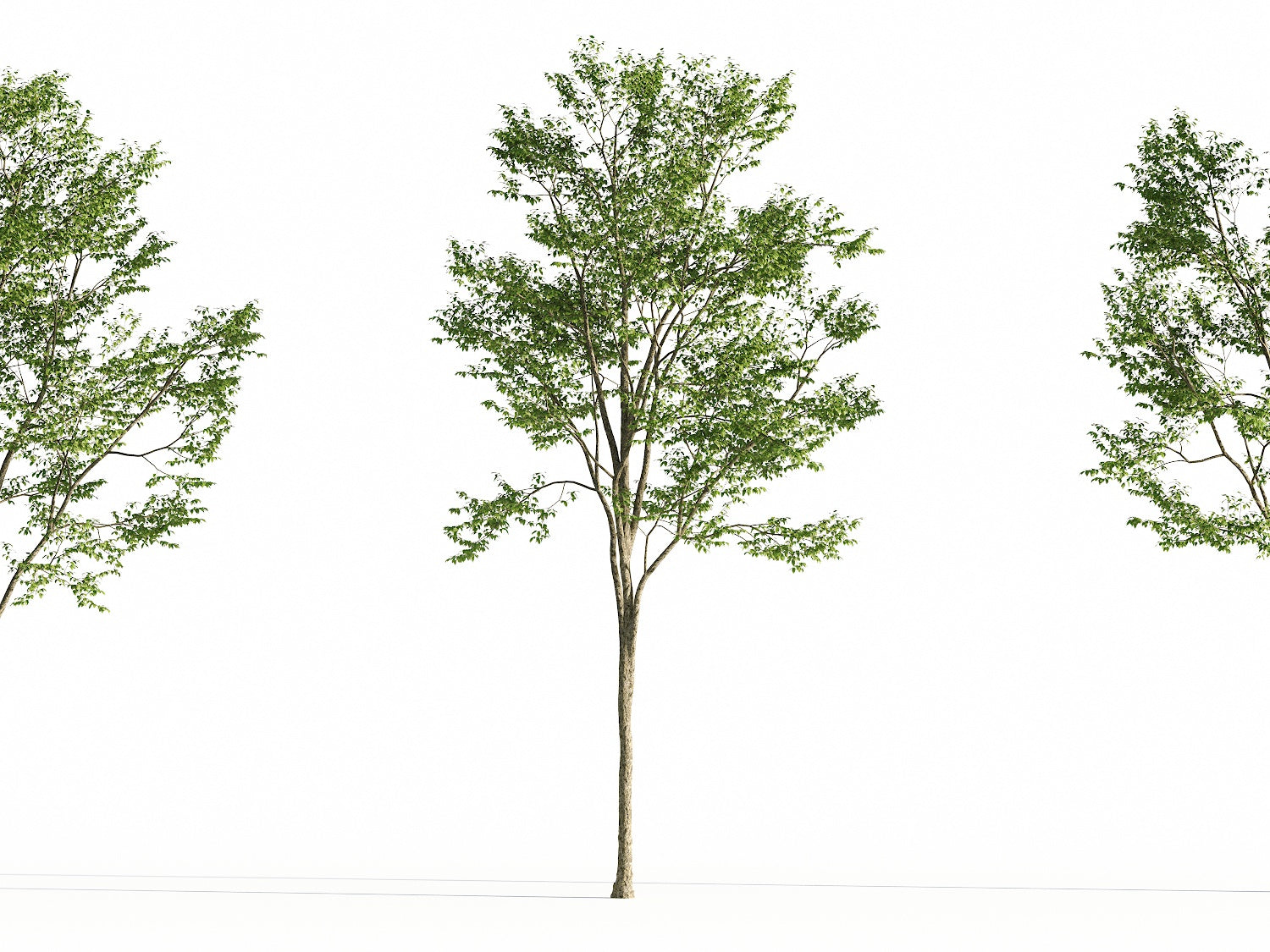 Broadleaf Tree Set - Nouvelle Mesure Lab