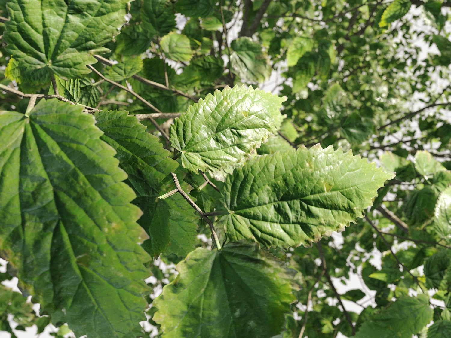 Broadleaf Tree Set - Nouvelle Mesure Lab