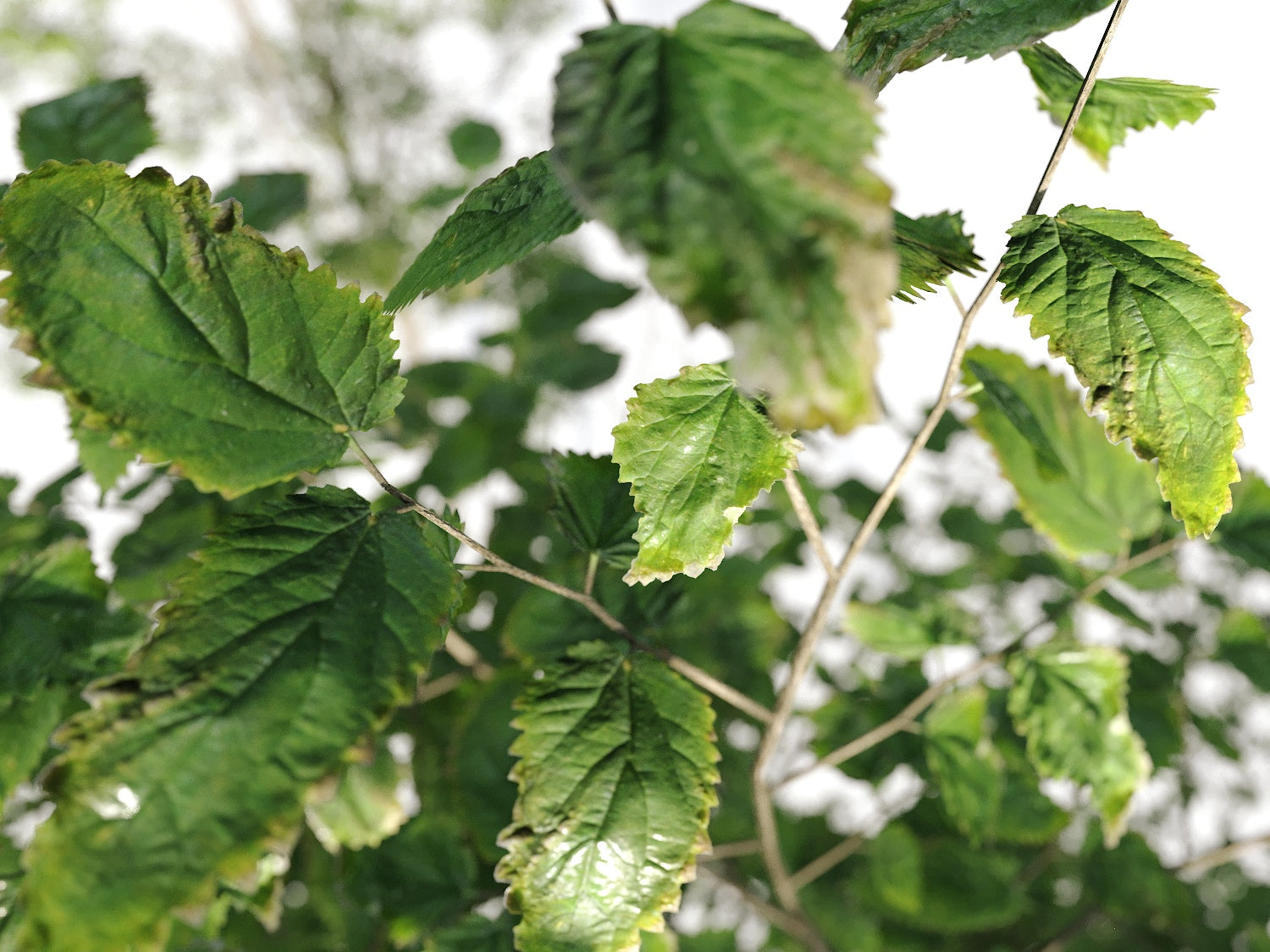 Broadleaf Tree Set - Nouvelle Mesure Lab