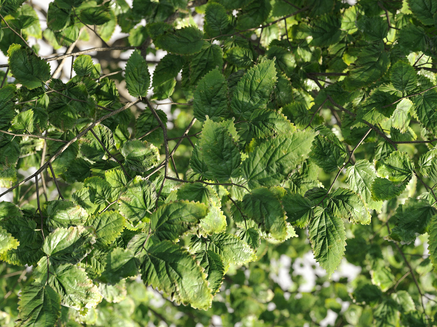 Broadleaf Tree Set - Nouvelle Mesure Lab