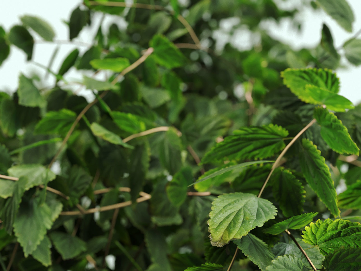 Bush Set 01 - Nouvelle Mesure Lab