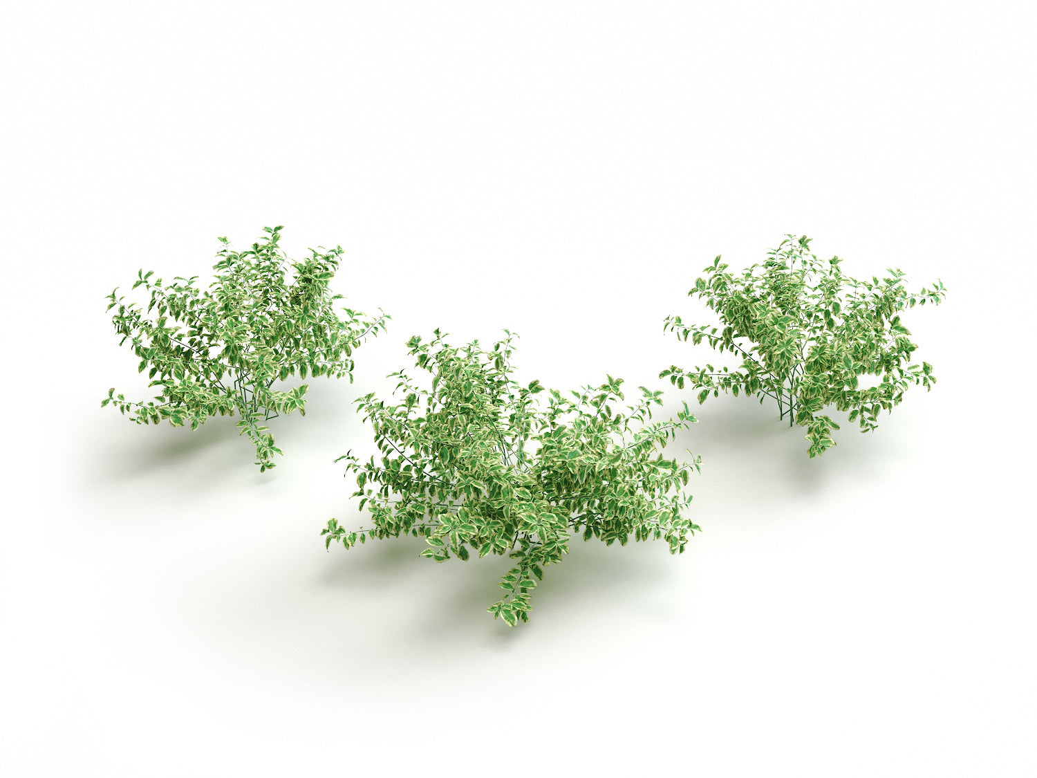 Bush Set 02 - Nouvelle Mesure Lab