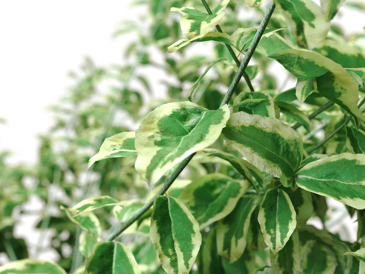 Bush Set 02 - Nouvelle Mesure Lab