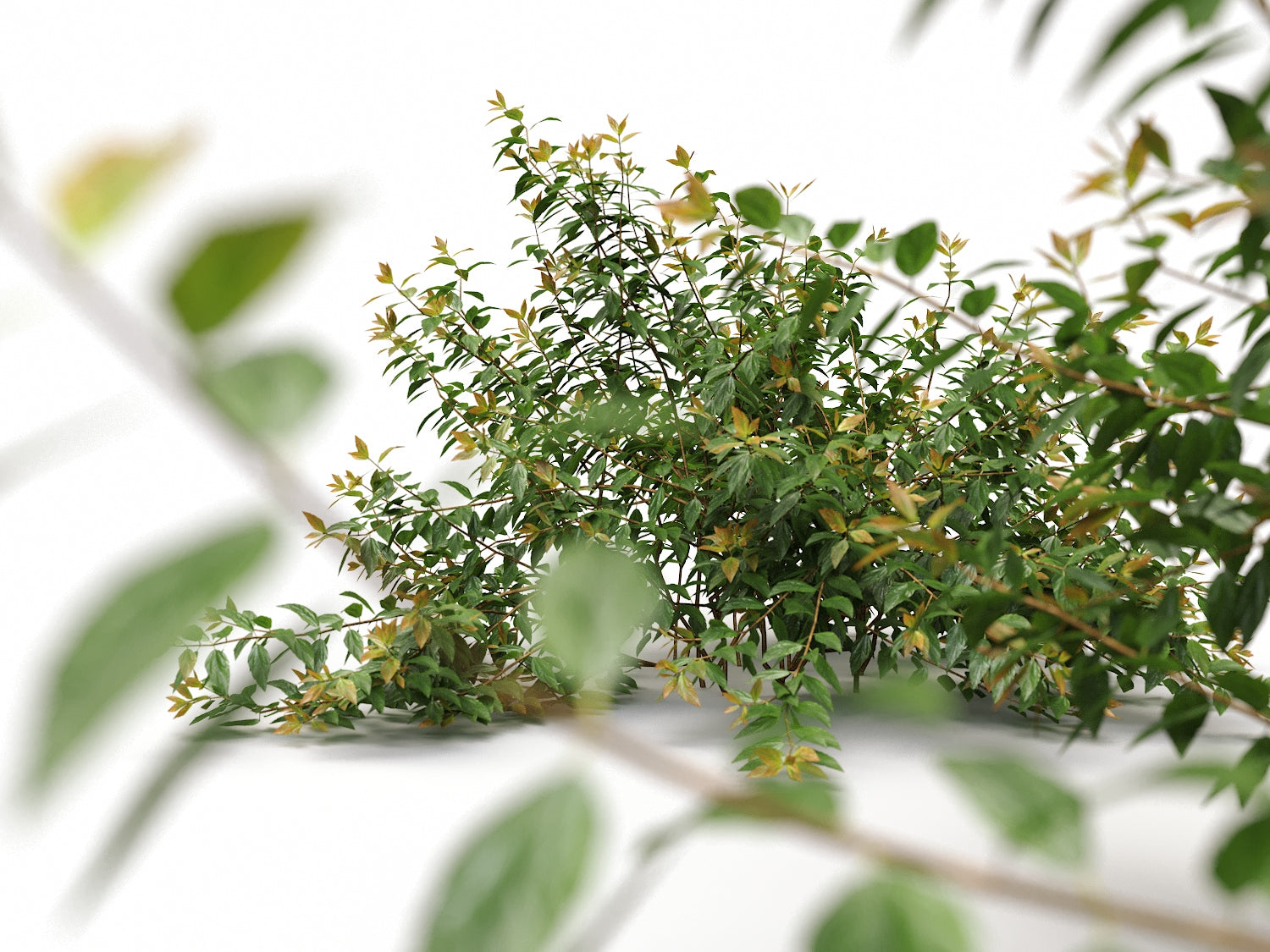 Bush Set 03 - Nouvelle Mesure Lab