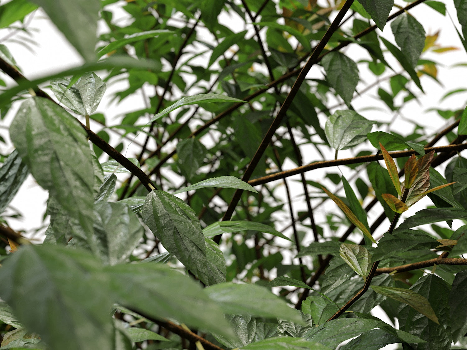 Bush Set 03 - Nouvelle Mesure Lab