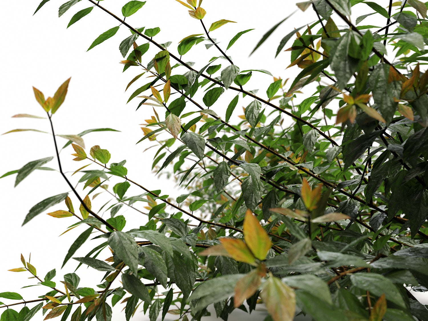 Bush Set 03 - Nouvelle Mesure Lab