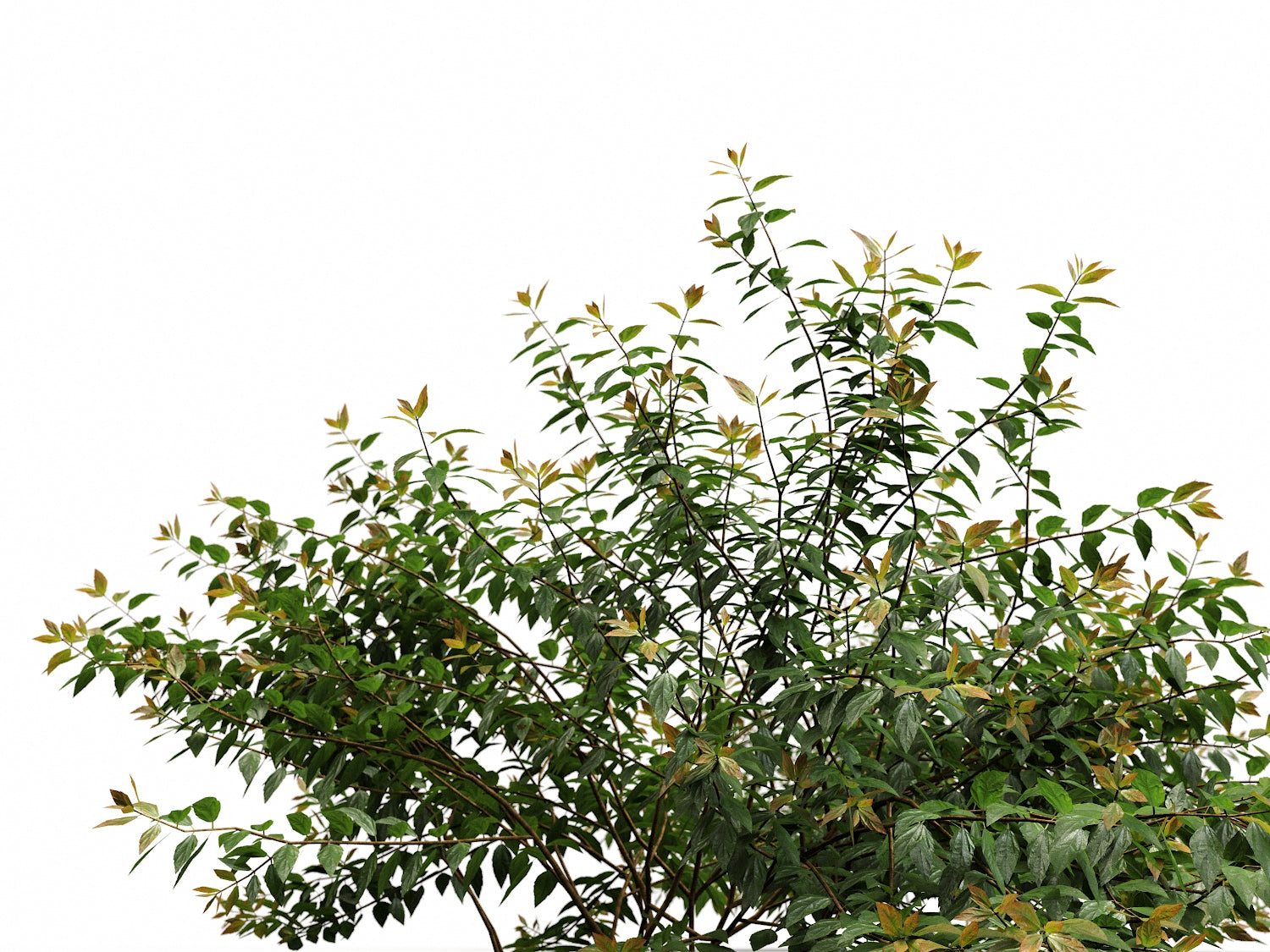 Bush Set 03 - Nouvelle Mesure Lab