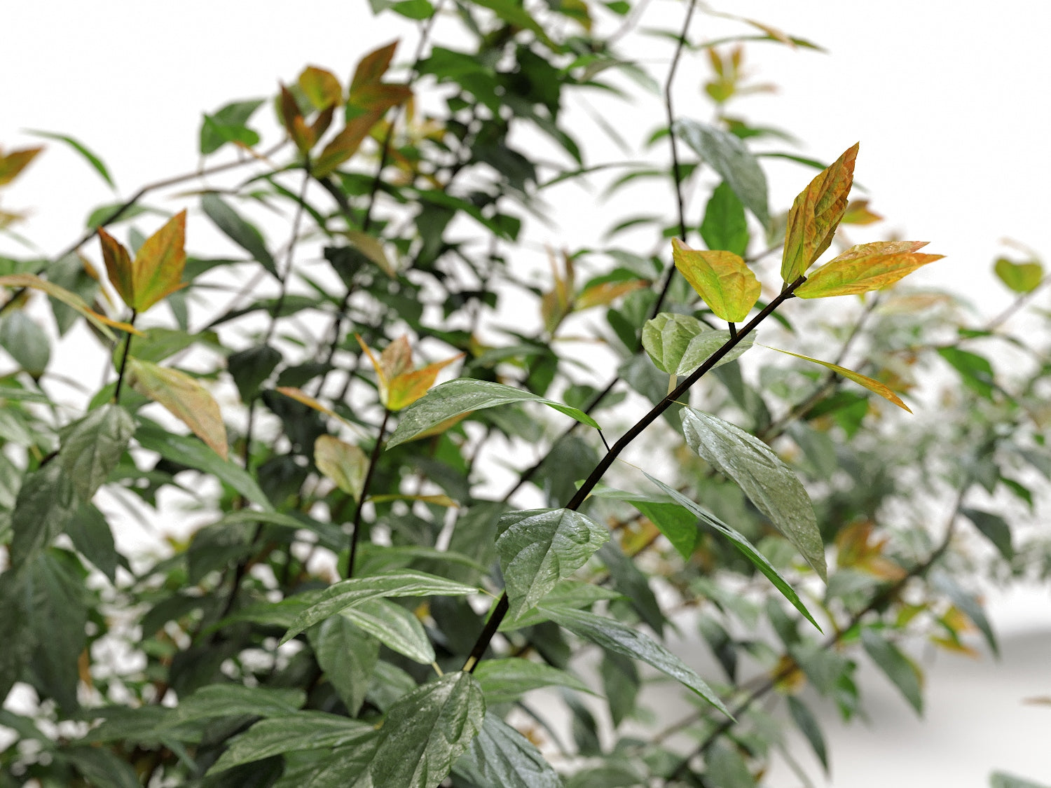 Bush Set 03 - Nouvelle Mesure Lab