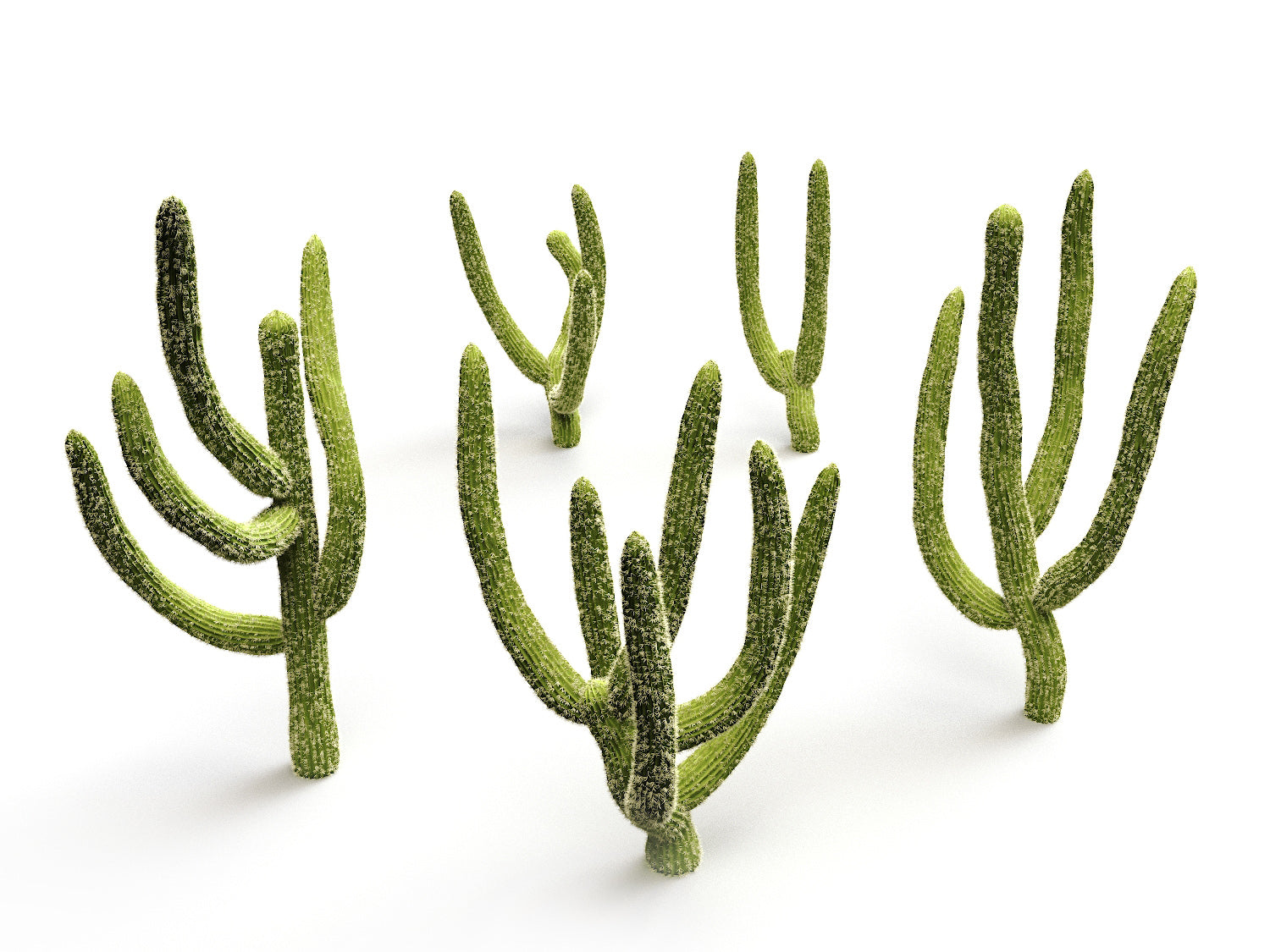 Cactus set - Nouvelle Mesure Lab
