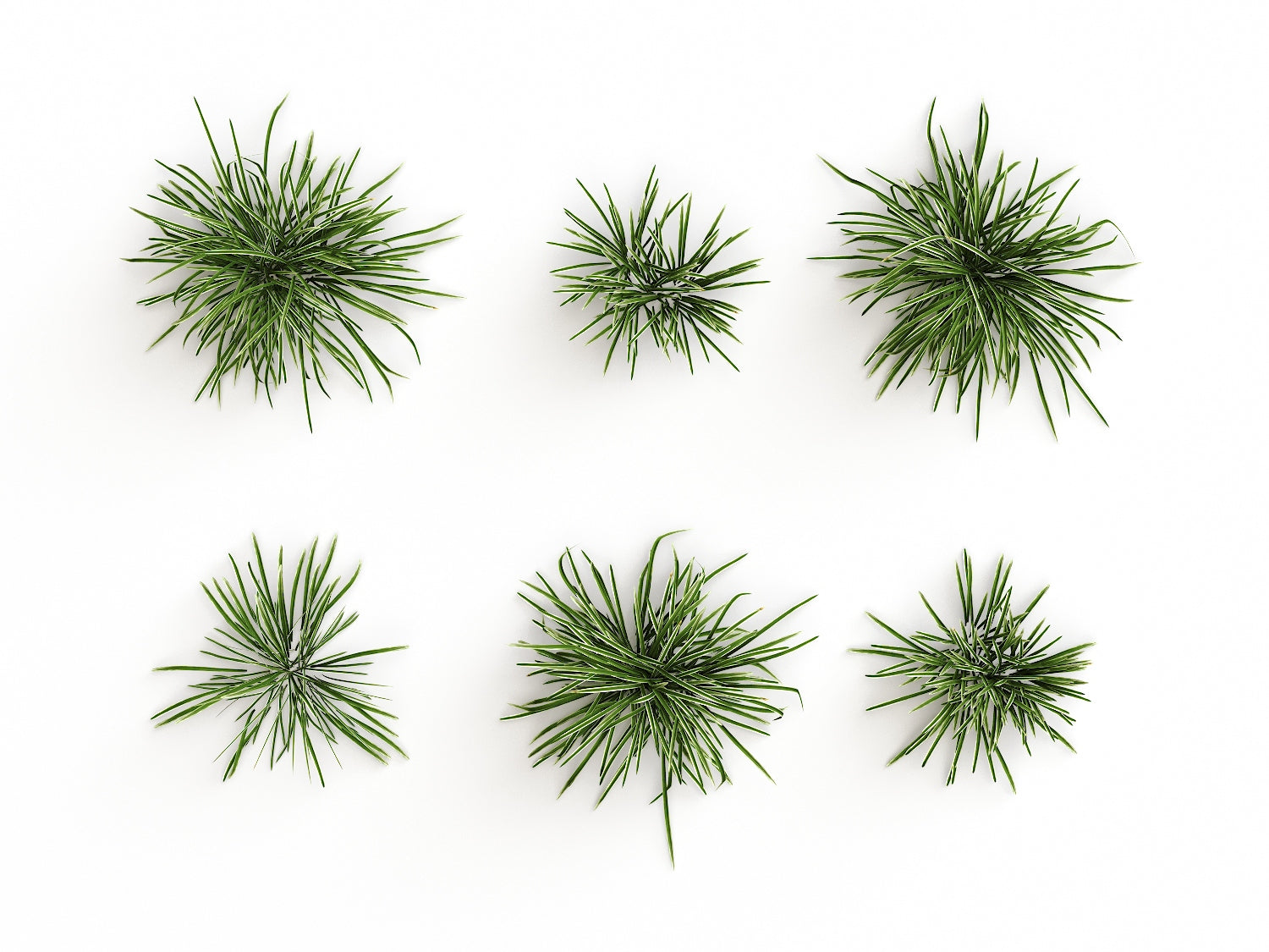 Carex Set - Nouvelle Mesure Lab