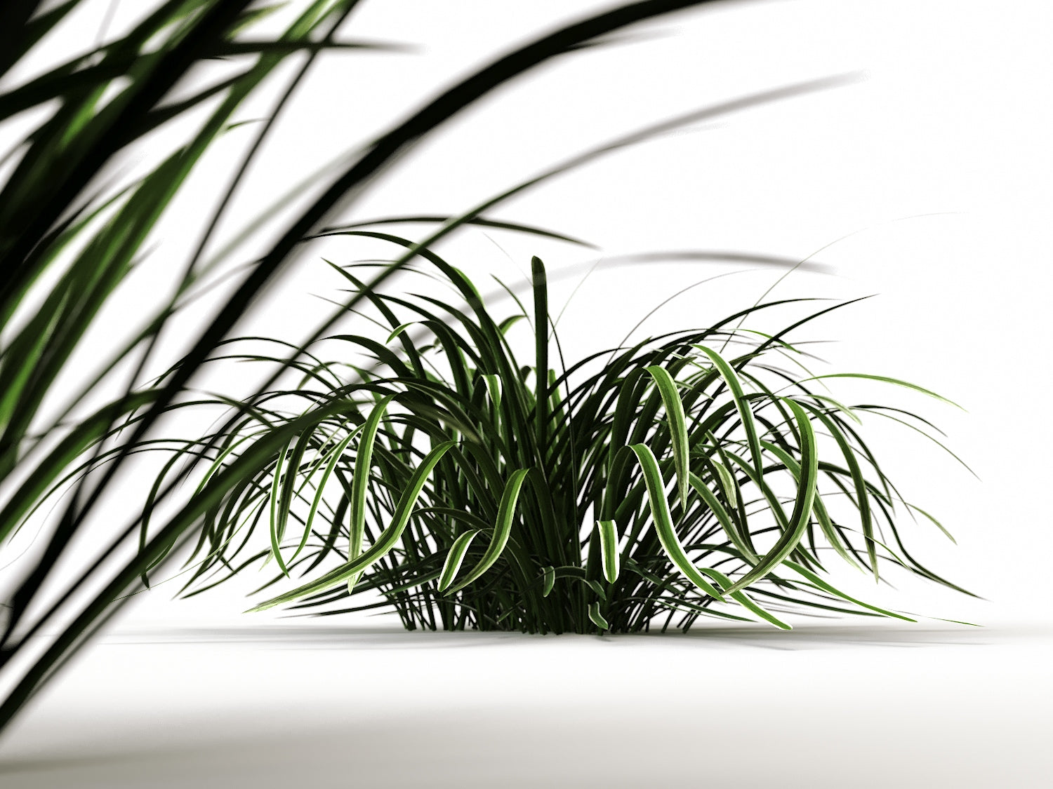 Carex Set - Nouvelle Mesure Lab