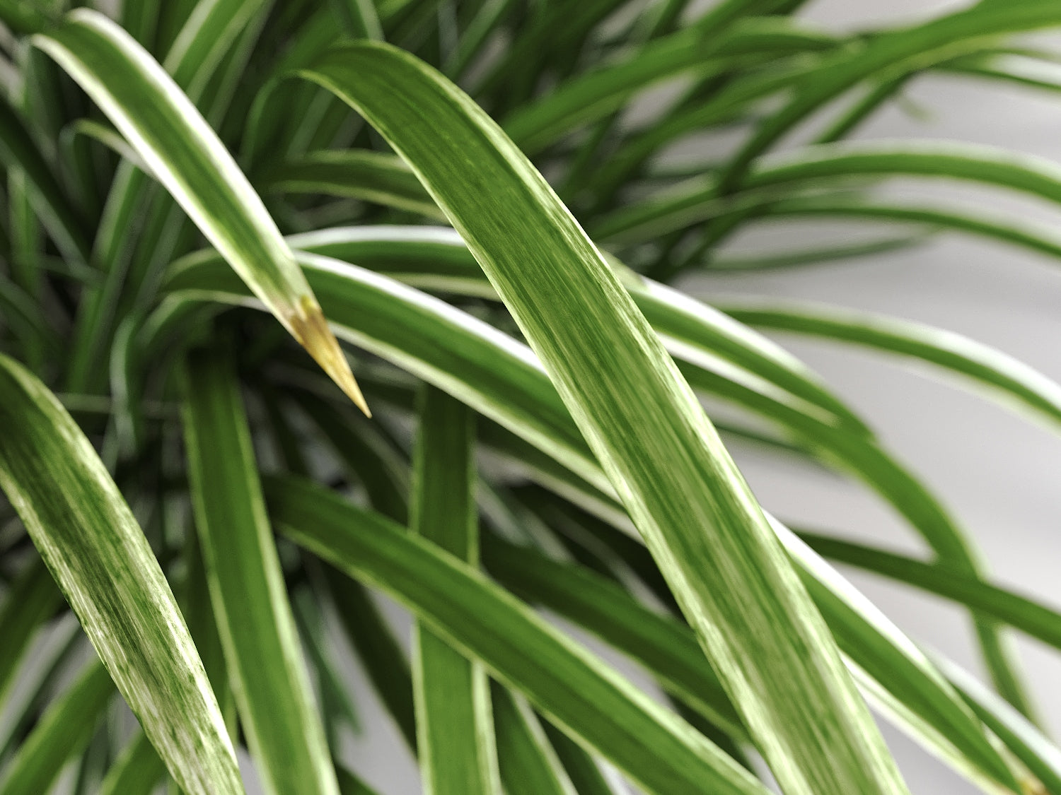 Carex Set - Nouvelle Mesure Lab