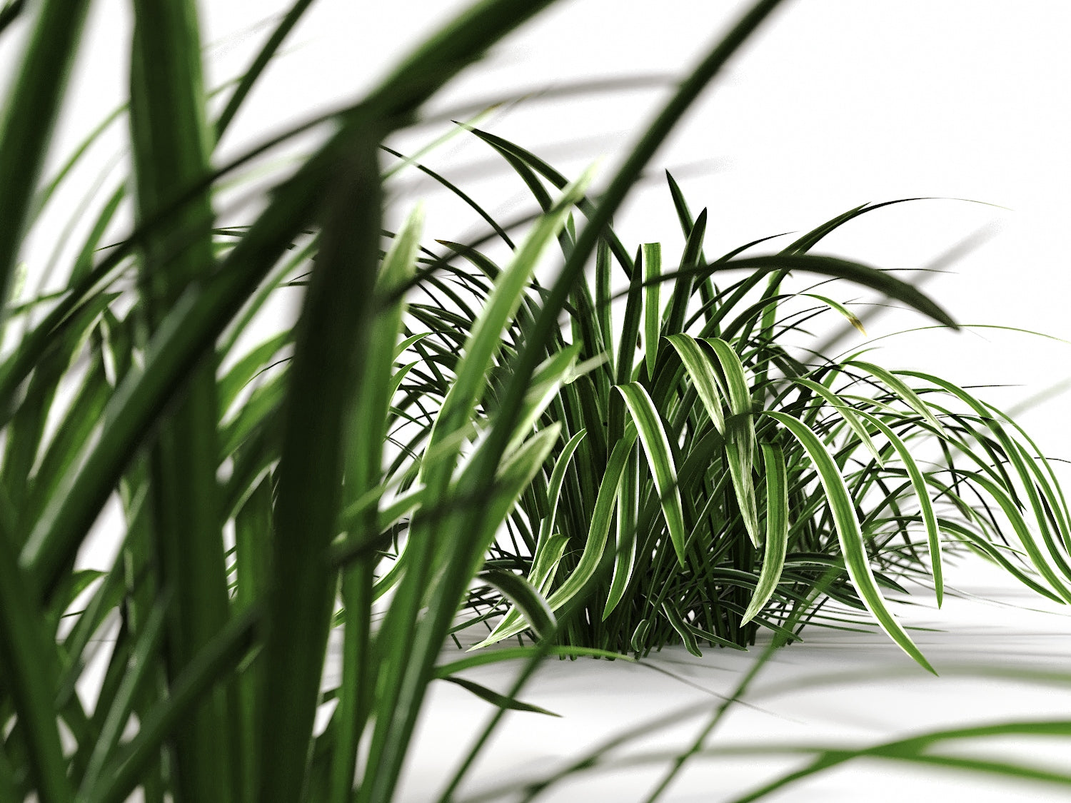 Carex Set - Nouvelle Mesure Lab