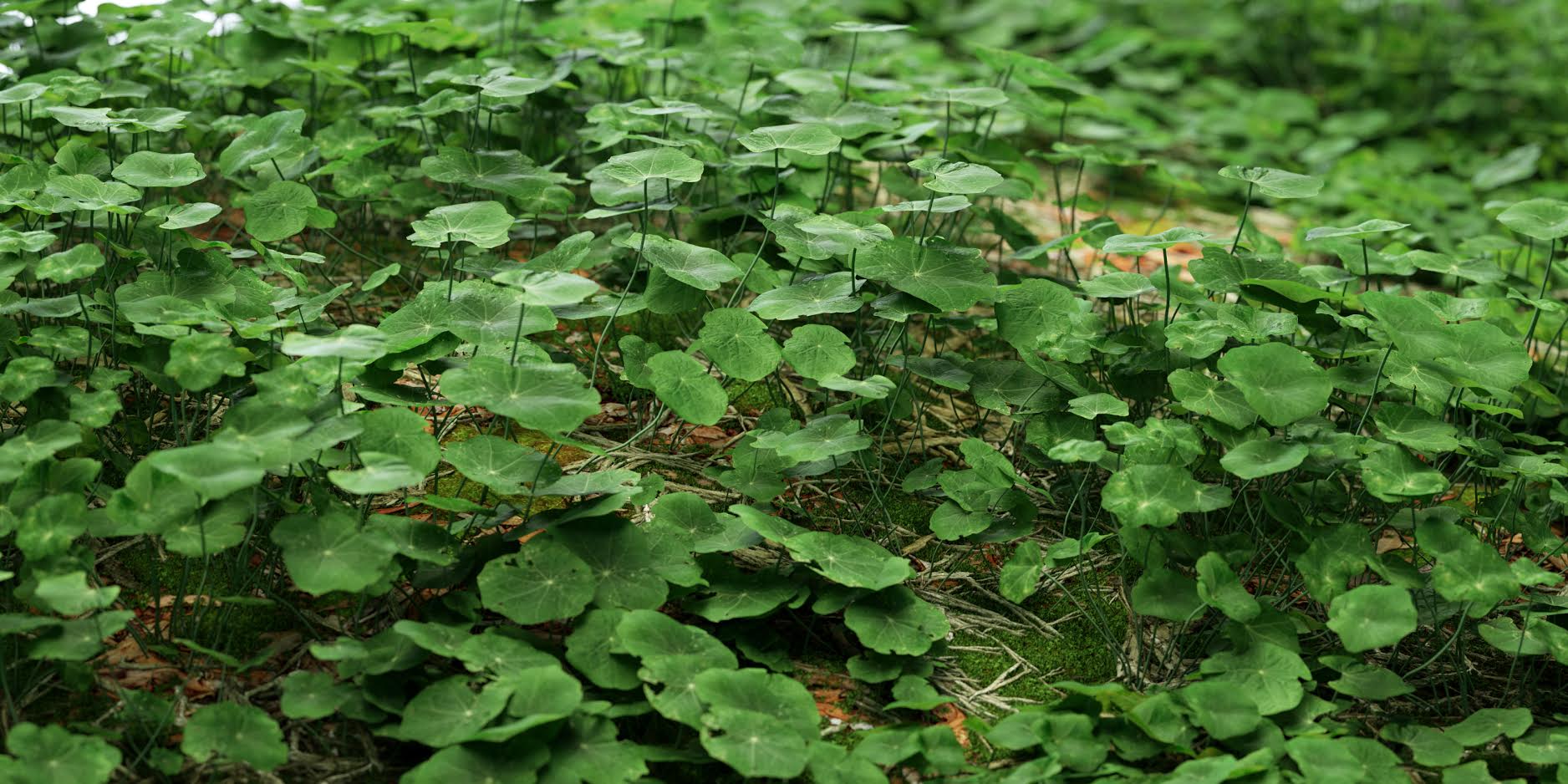 Clover Set (Free) - Nouvelle Mesure Lab
