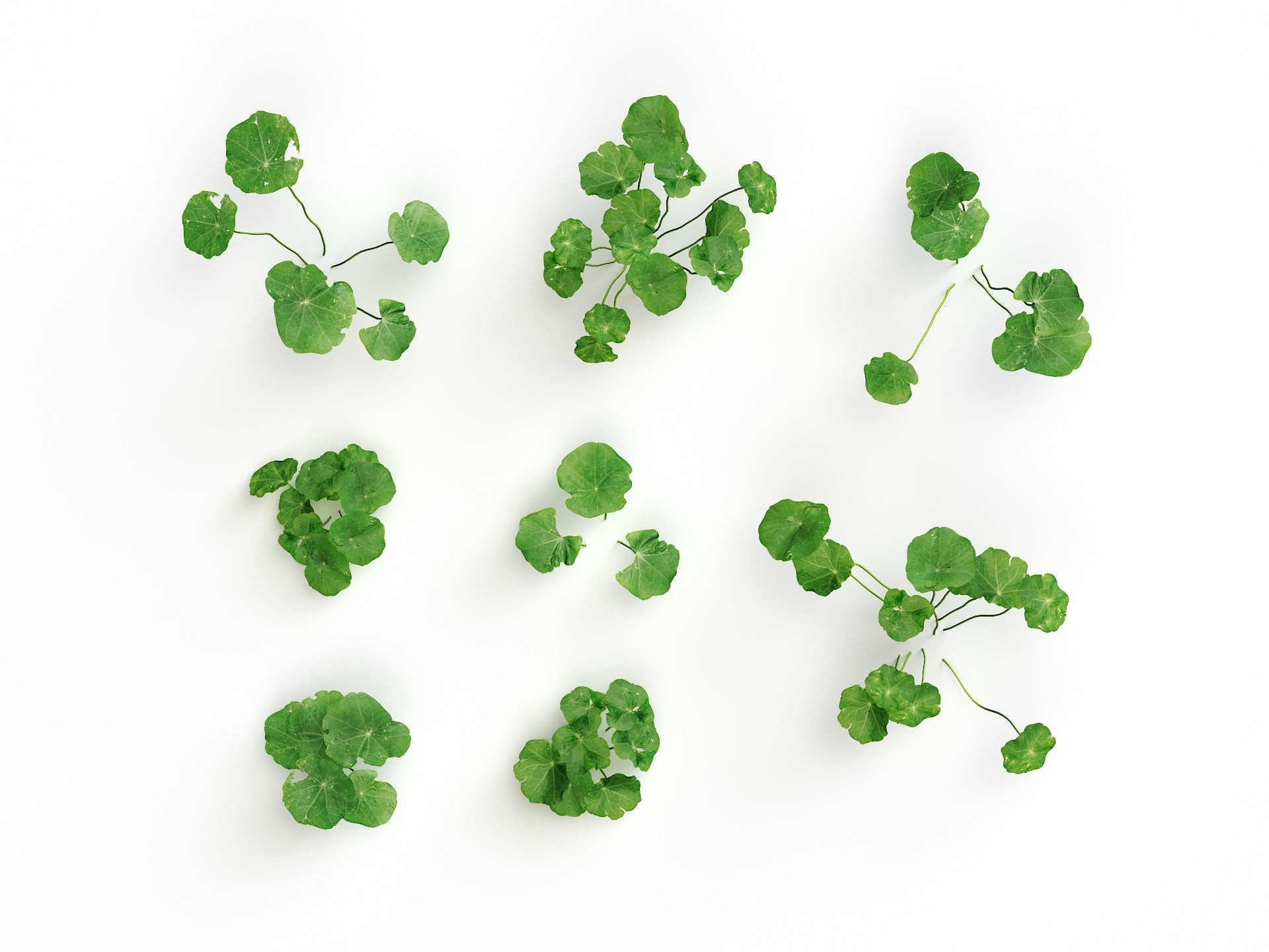 Clover Set (Free) - Nouvelle Mesure Lab