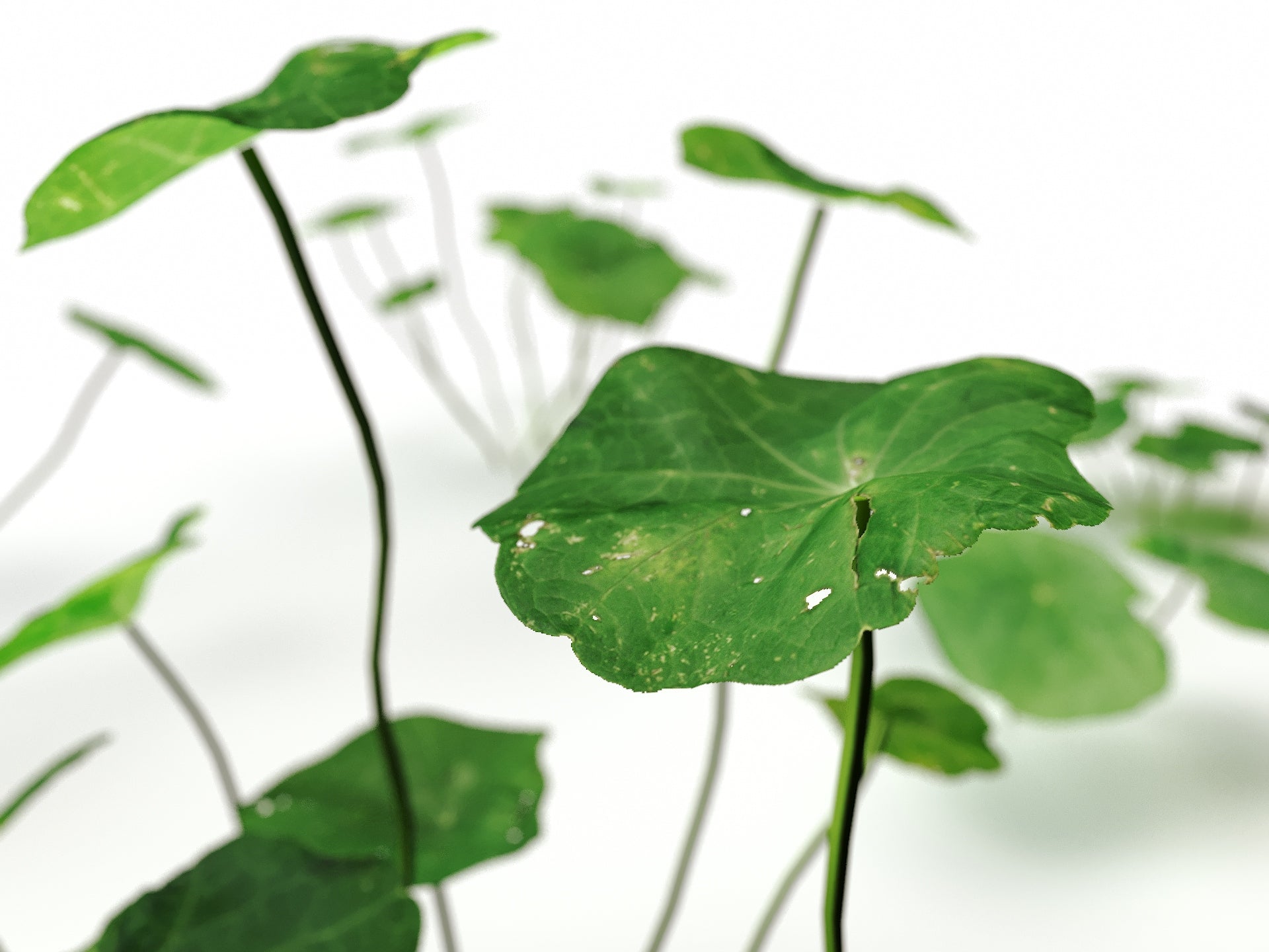 Clover Set (Free) - Nouvelle Mesure Lab
