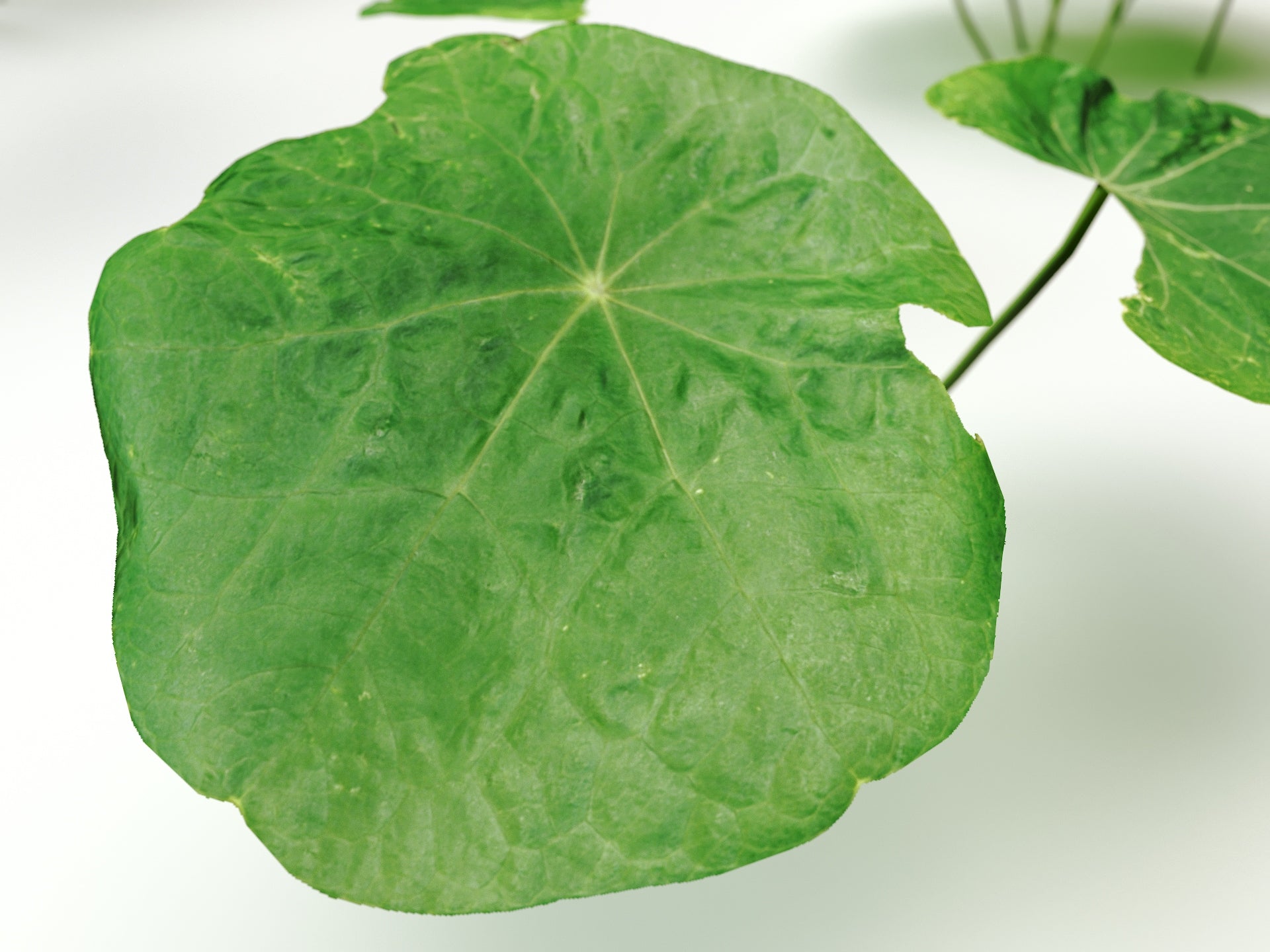 Clover Set (Free) - Nouvelle Mesure Lab