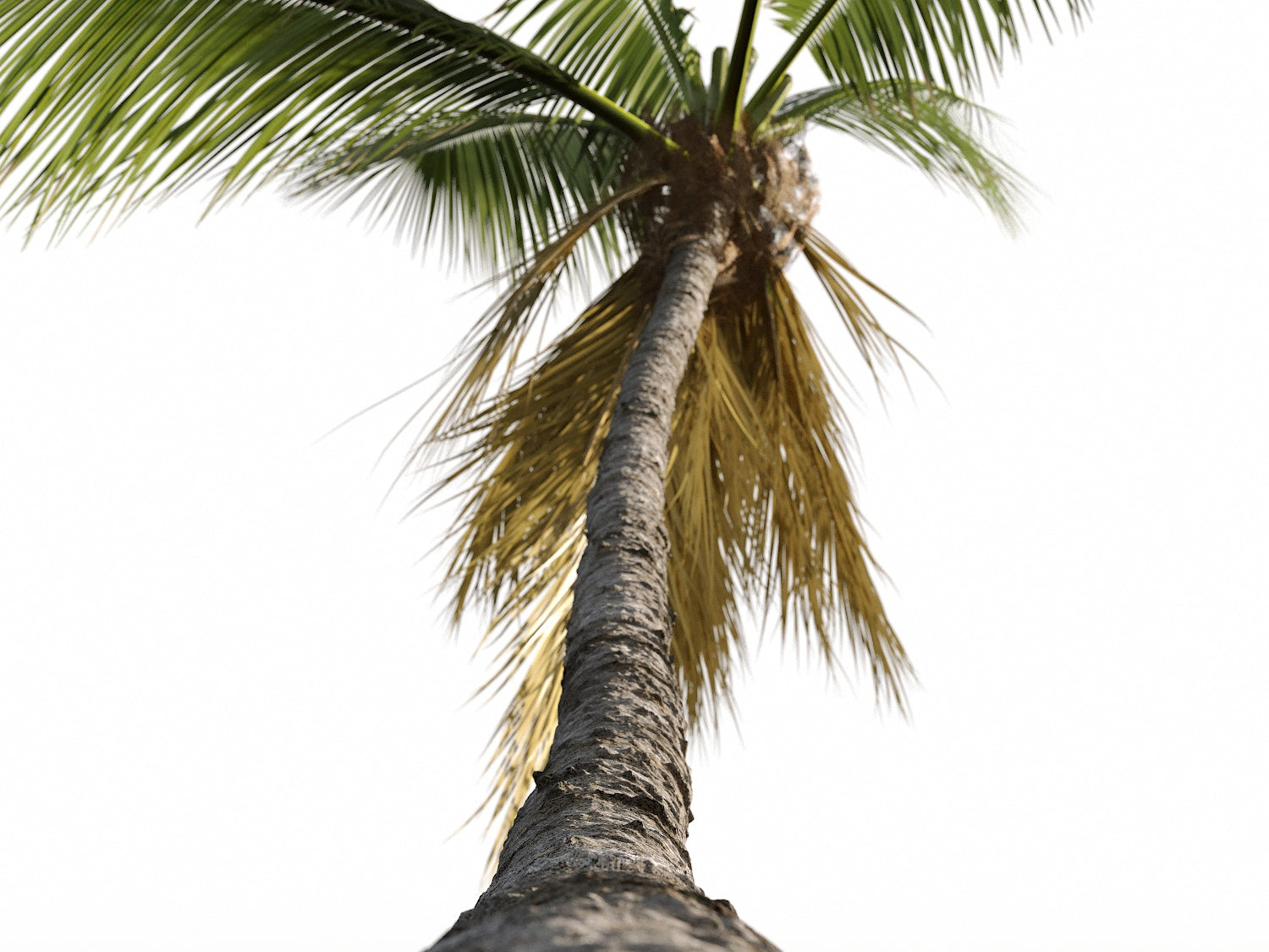 Coconut Tree Set - Nouvelle Mesure Lab