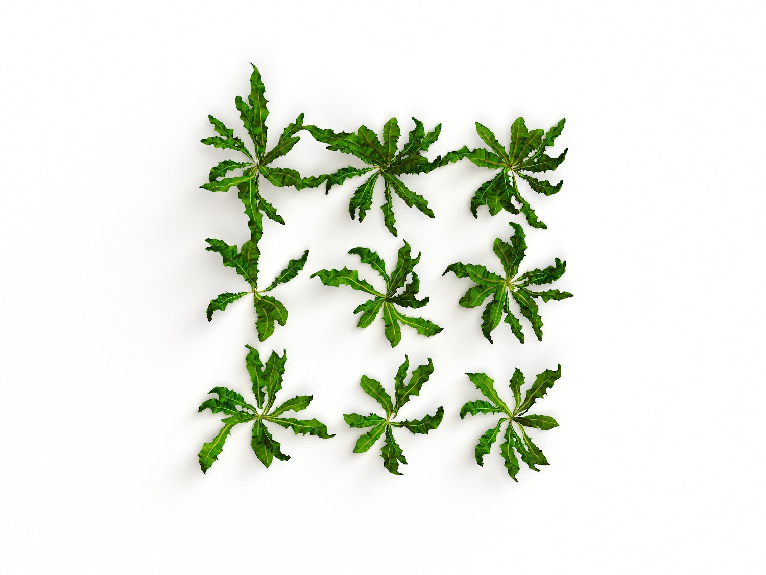 Dandelion set - Nouvelle Mesure Lab