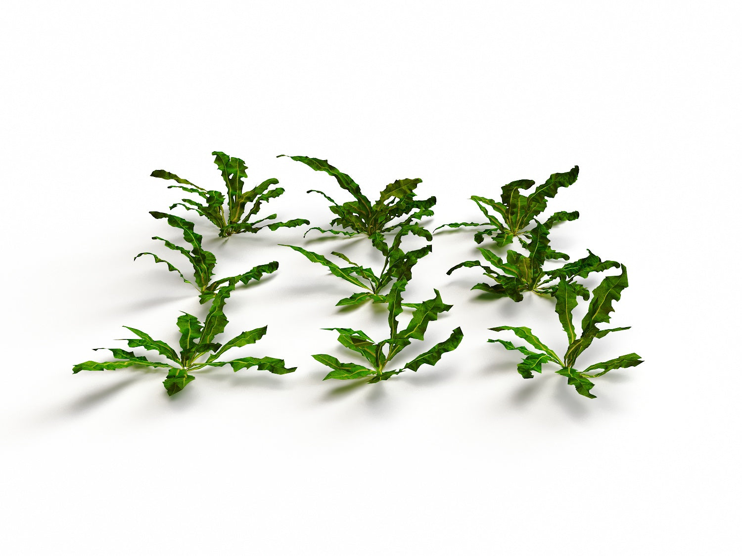 Dandelion set - Nouvelle Mesure Lab