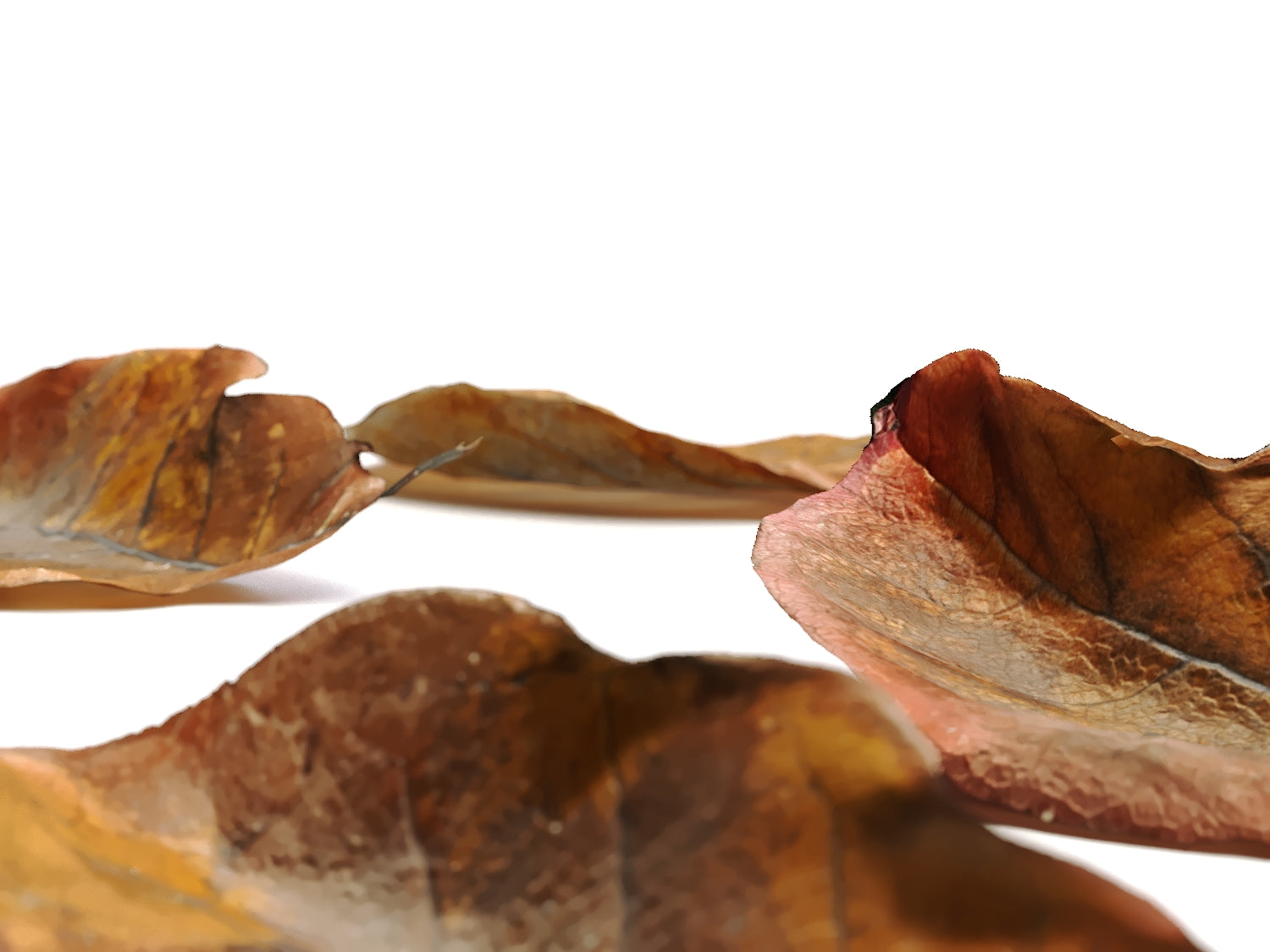 Dead Leaves Set 02 - Nouvelle Mesure Lab