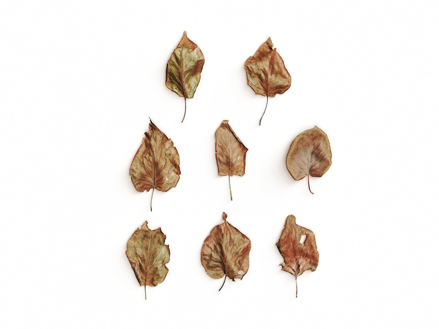 Dead Leaves Set 03 - Nouvelle Mesure Lab