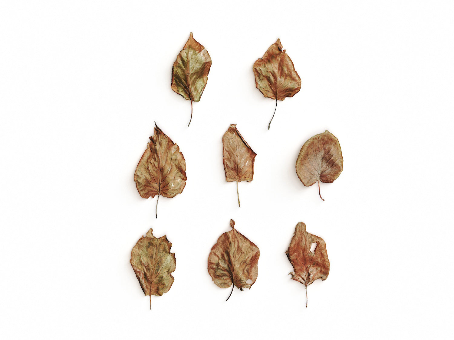 Dead Leaves Set 03 - Nouvelle Mesure Lab