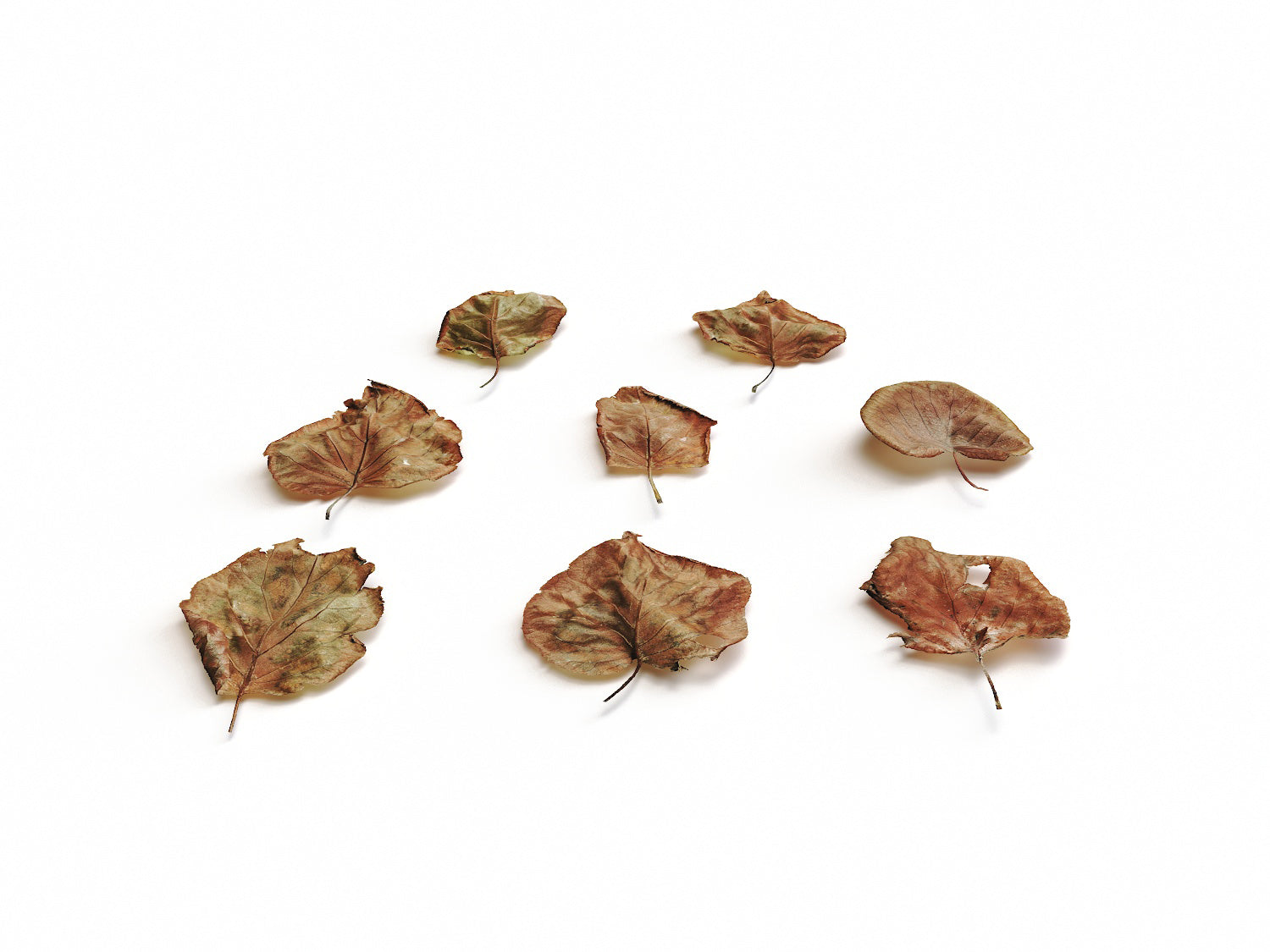 Dead Leaves Set 03 - Nouvelle Mesure Lab
