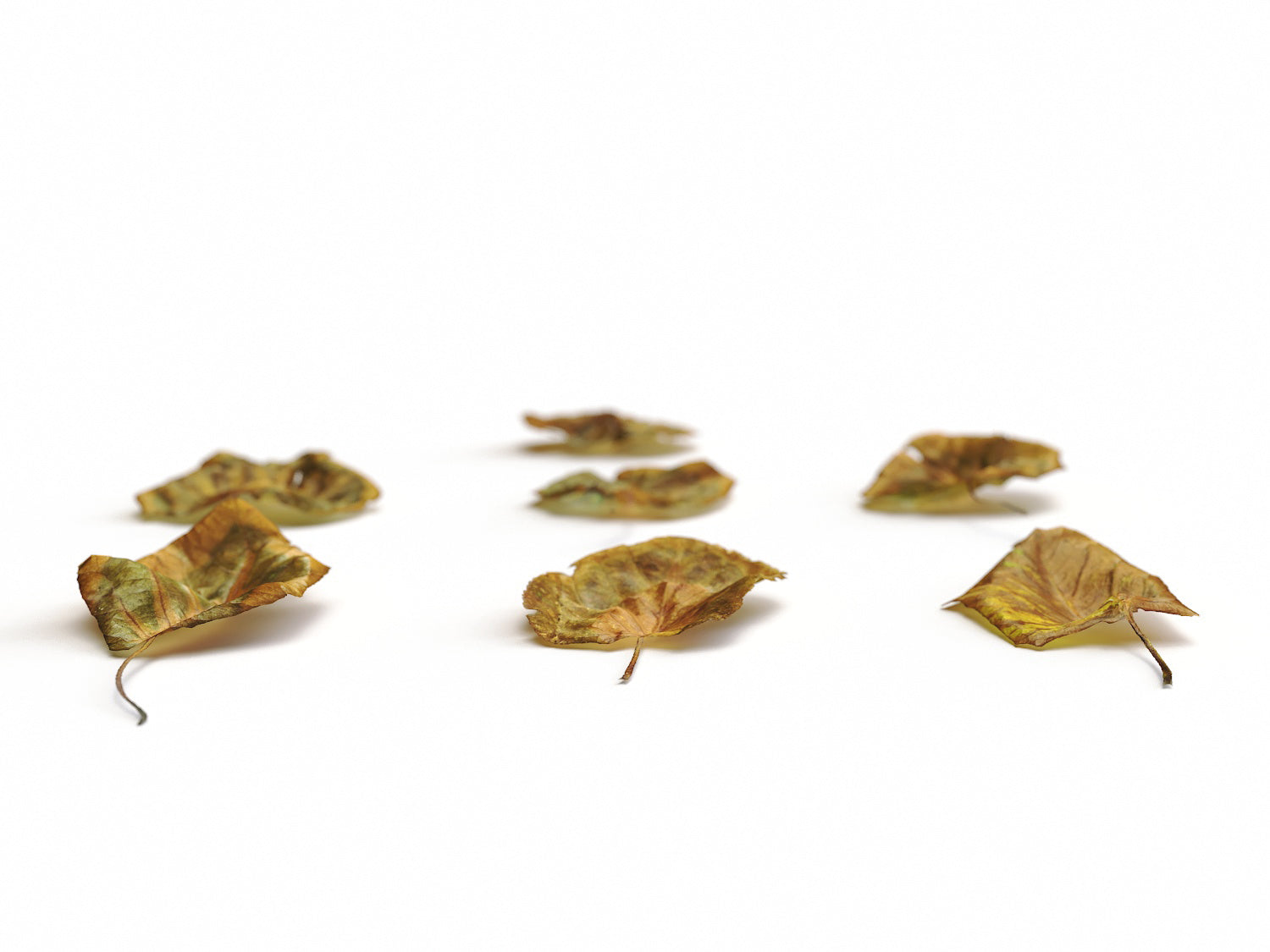 Dead Leaves Set 04 - Nouvelle Mesure Lab