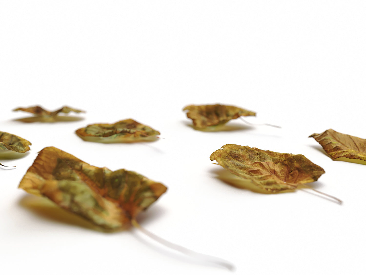 Dead Leaves Set 04 - Nouvelle Mesure Lab