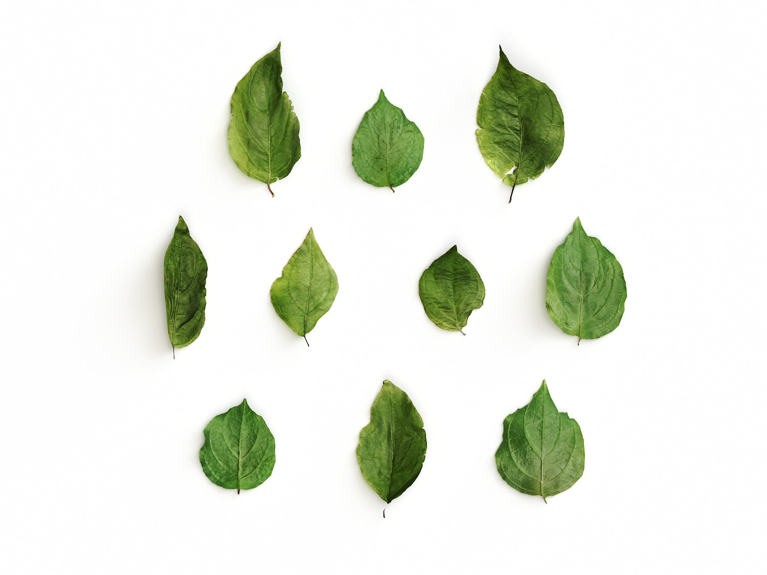 Leaves Set 01 - Nouvelle Mesure Lab