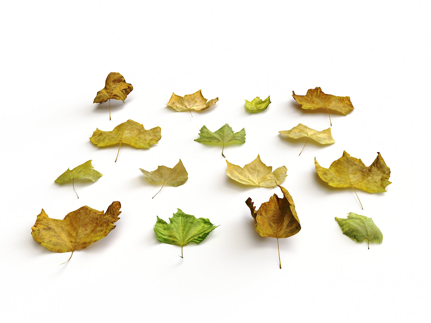 Dead Leaves Set 05 - Nouvelle Mesure Lab