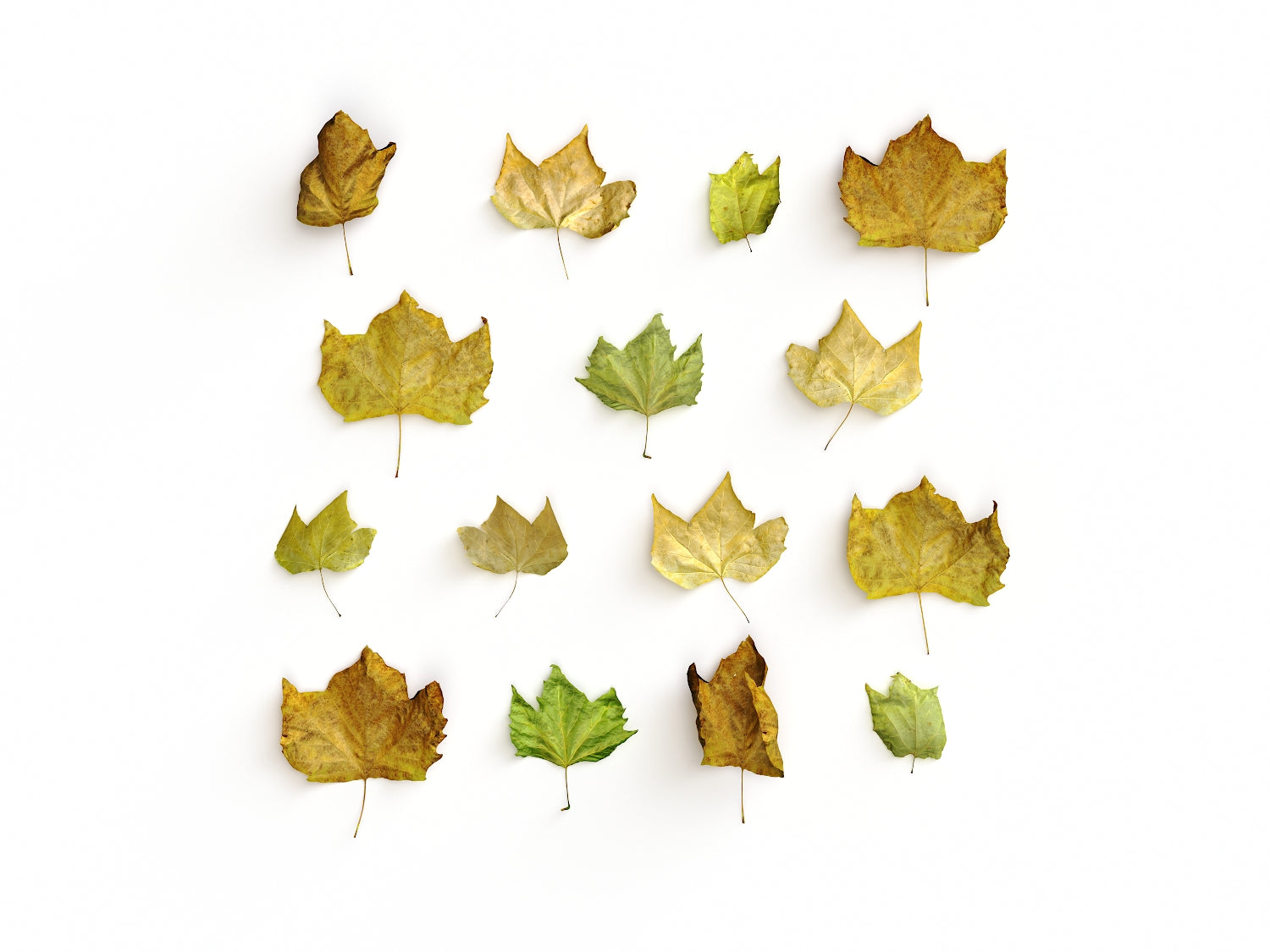 Dead Leaves Set 05 - Nouvelle Mesure Lab