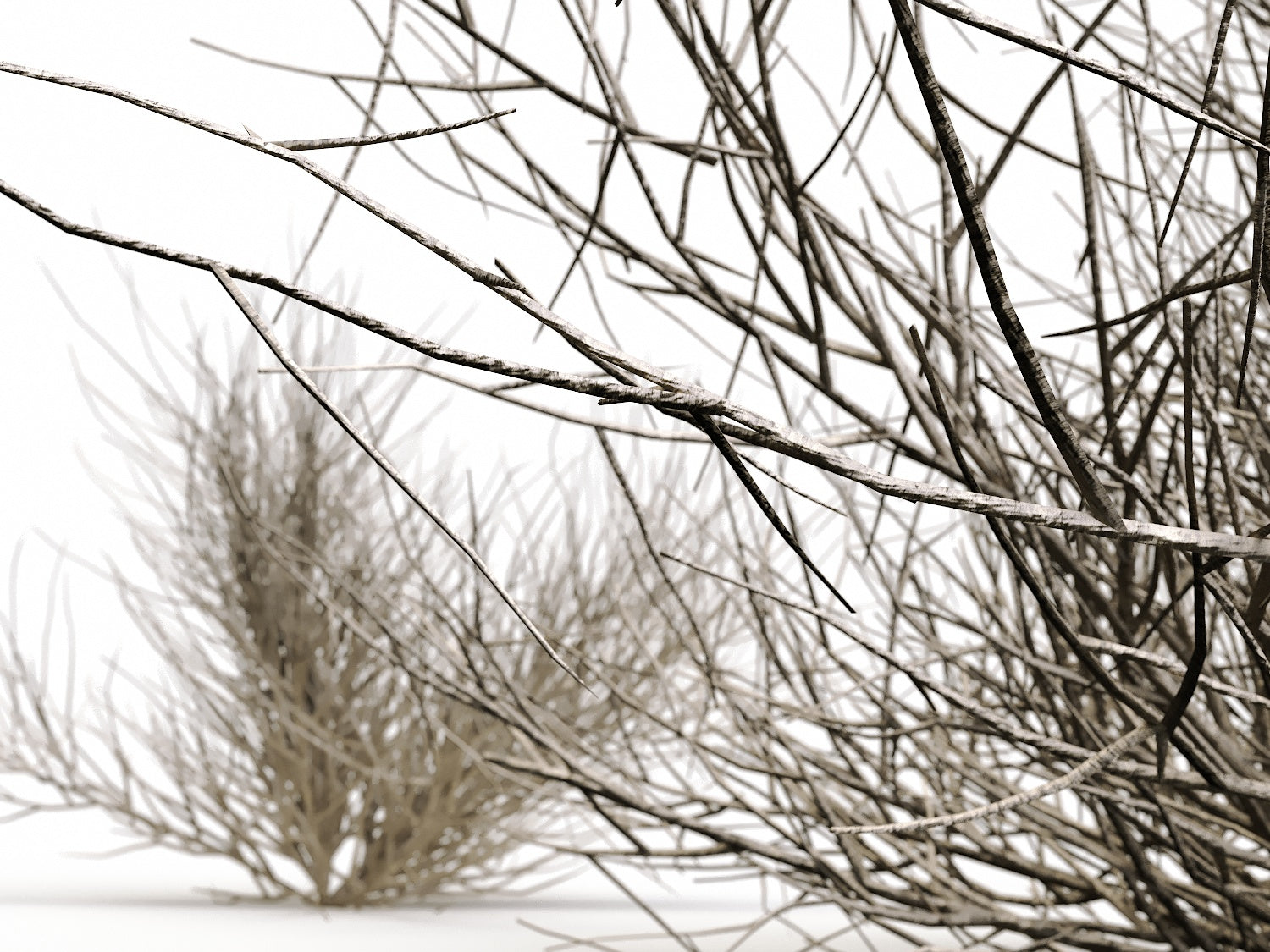 Desert Bush Set - Nouvelle Mesure Lab