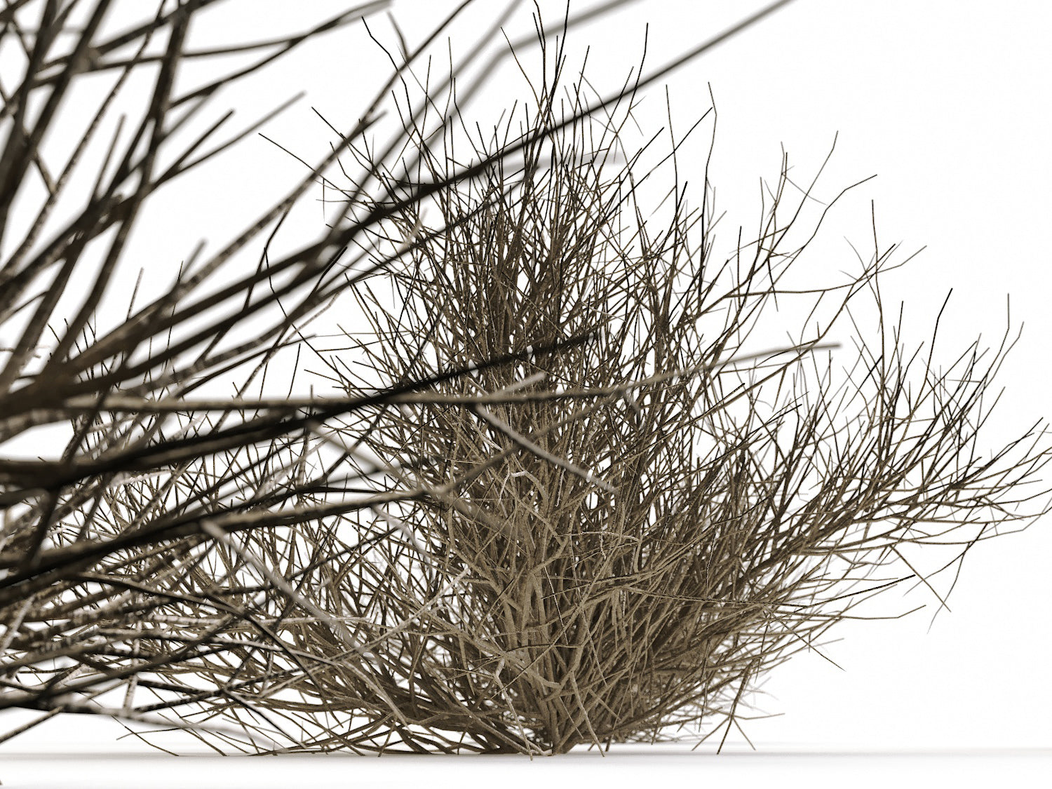 Desert Bush Set - Nouvelle Mesure Lab