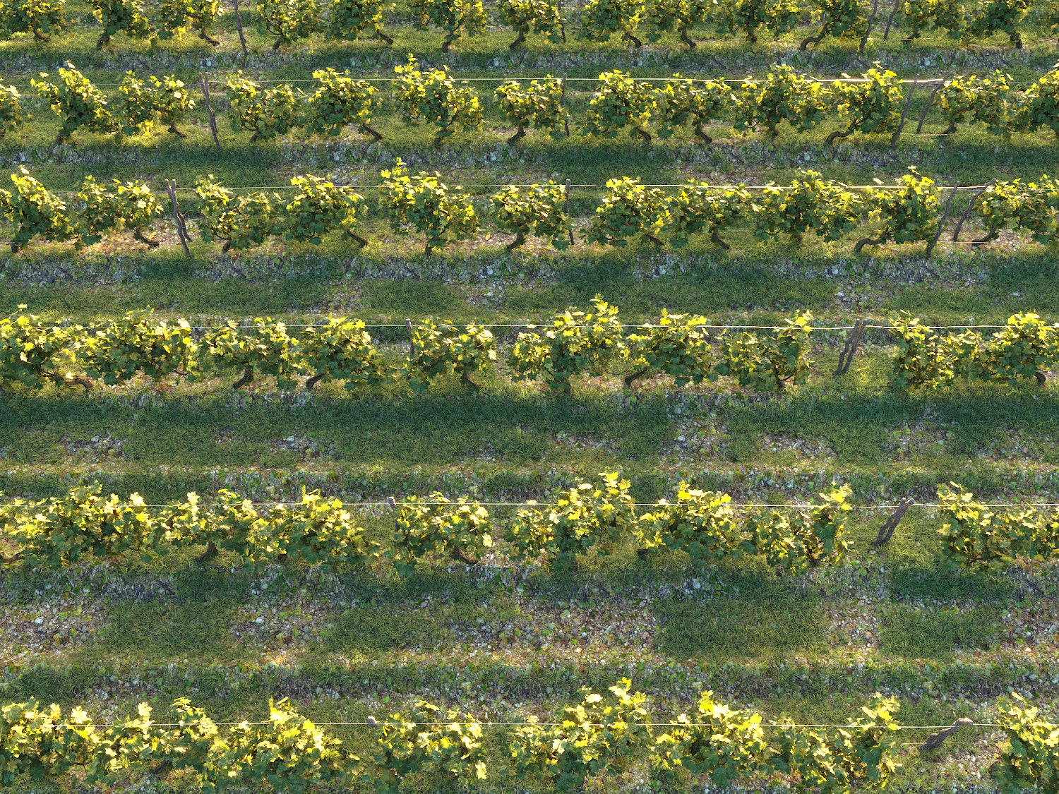 Dionysus Vineyard Pack - Nouvelle Mesure Lab