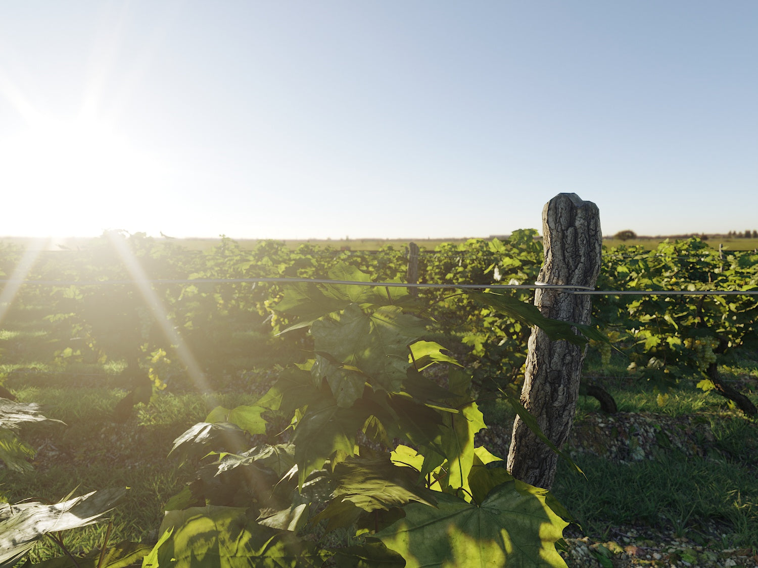Dionysus Vineyard Pack - Nouvelle Mesure Lab