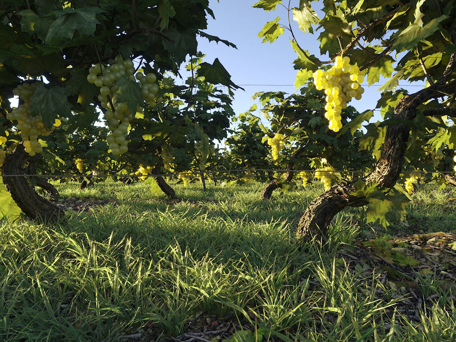 Dionysus Vineyard Pack - Nouvelle Mesure Lab