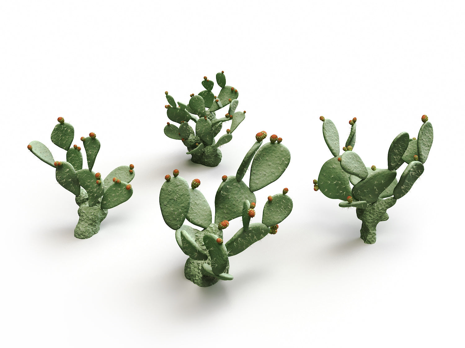 types of flat cactus Flat Cactus Set