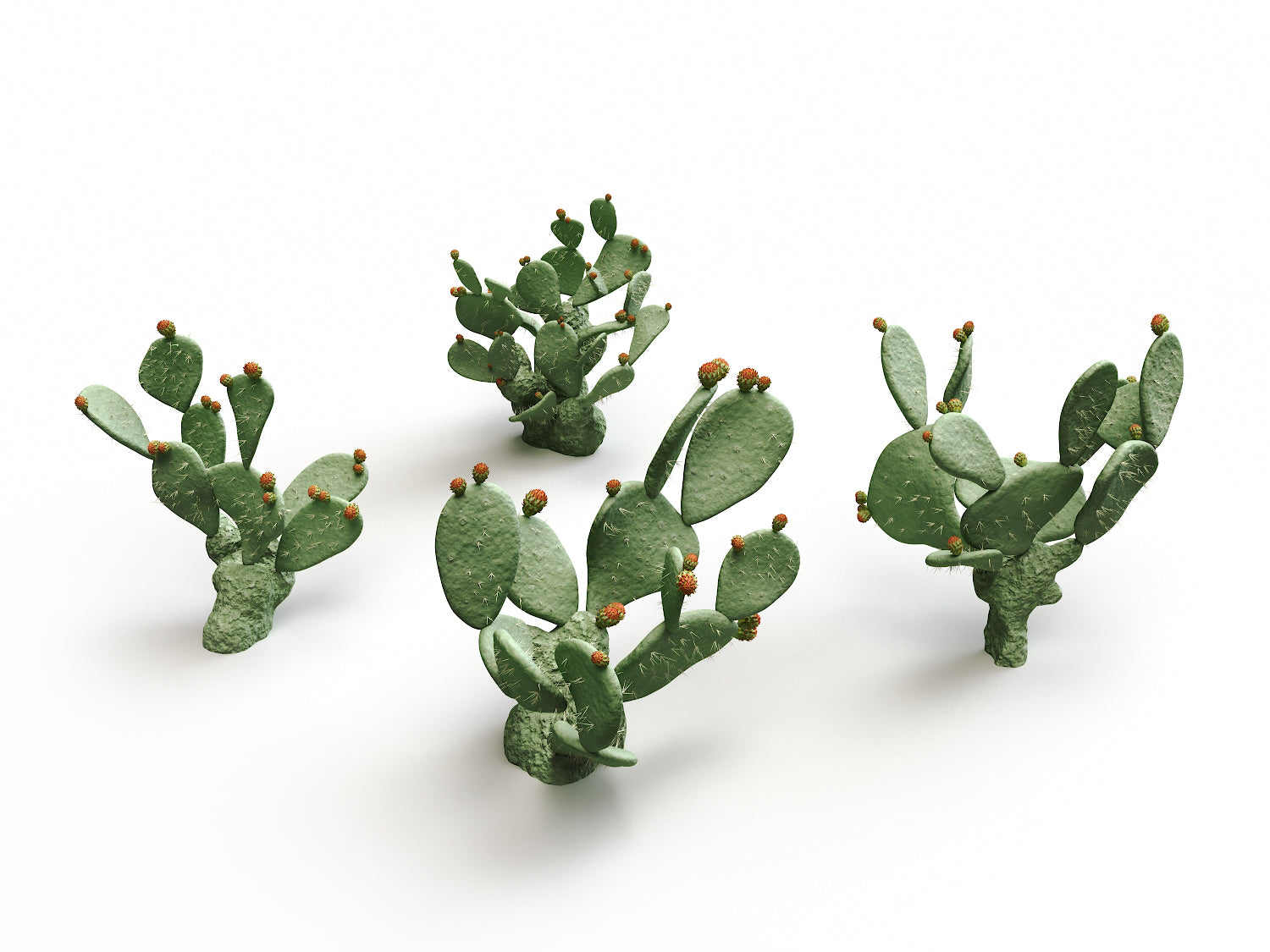 Flat Cactus Set - Nouvelle Mesure Lab